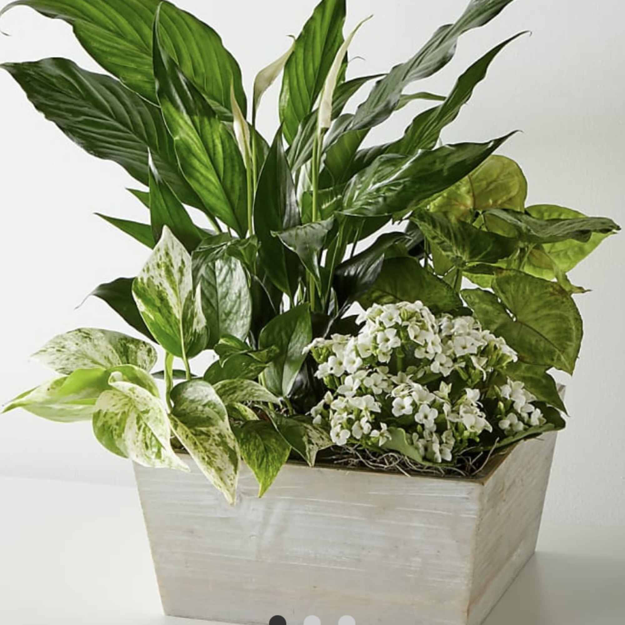 A Beautiful selection of green plants  in a container. A Beautiful selection of green plants  in a container.