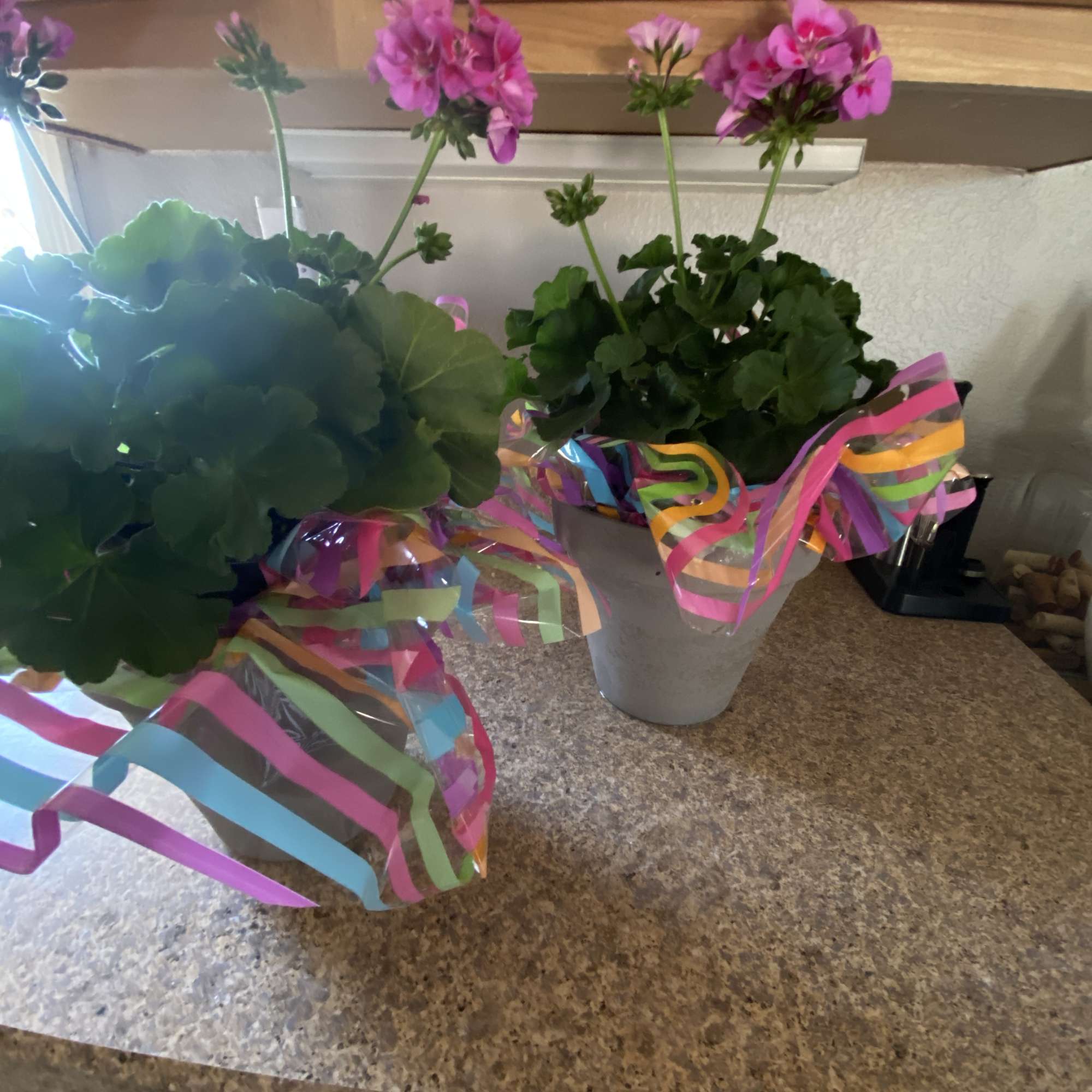 Beautiful Blooming plants decorated