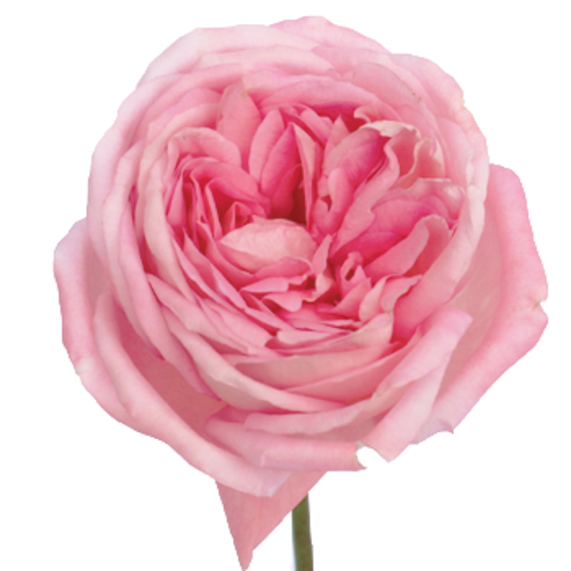 elegant flower arrangement with all premium flowers 