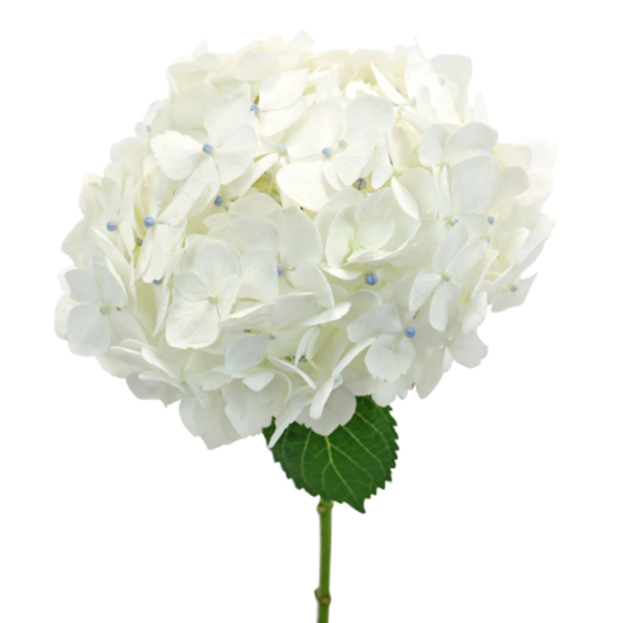 elegant flower arrangement with all premium flowers 