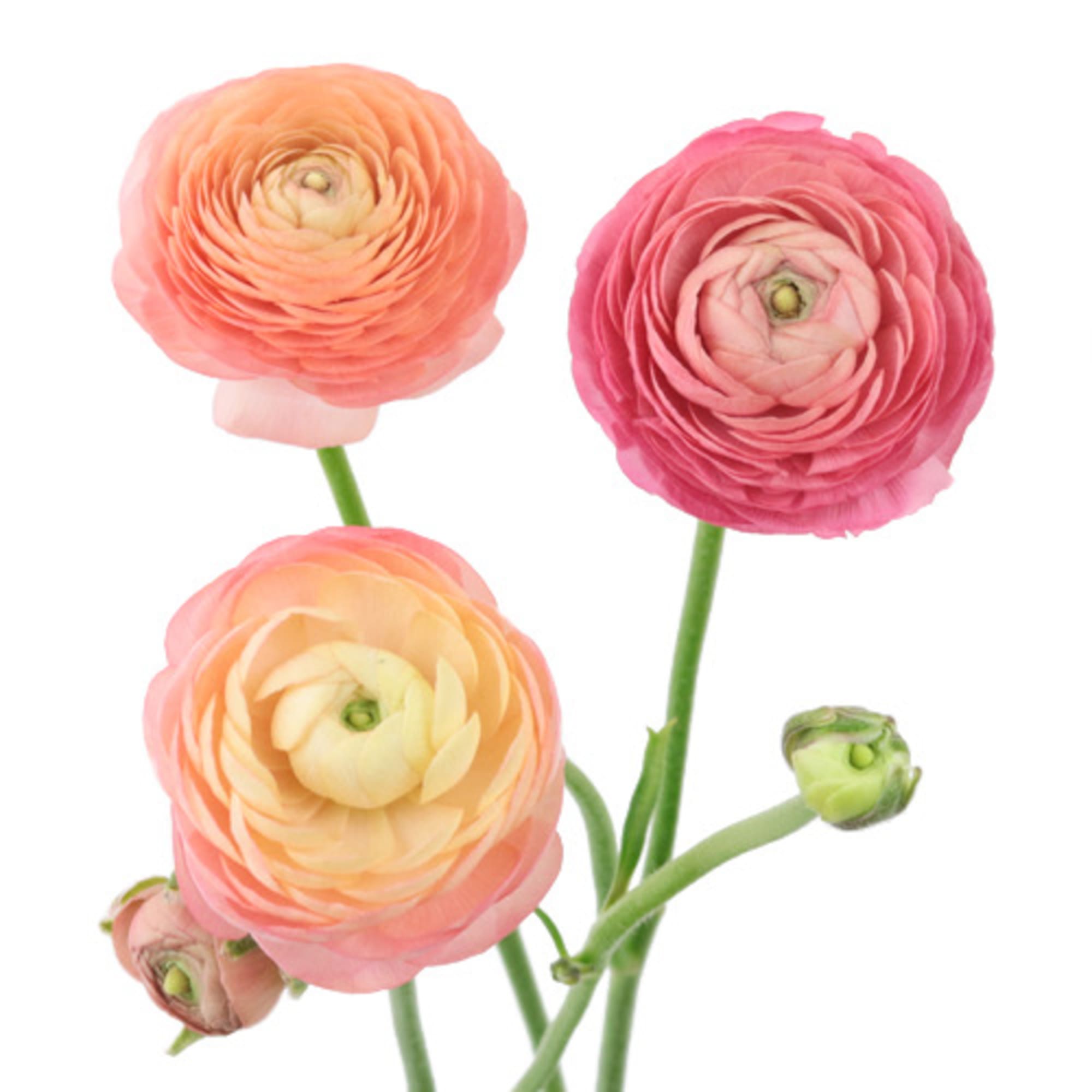 elegant flower arrangement with all premium flowers 