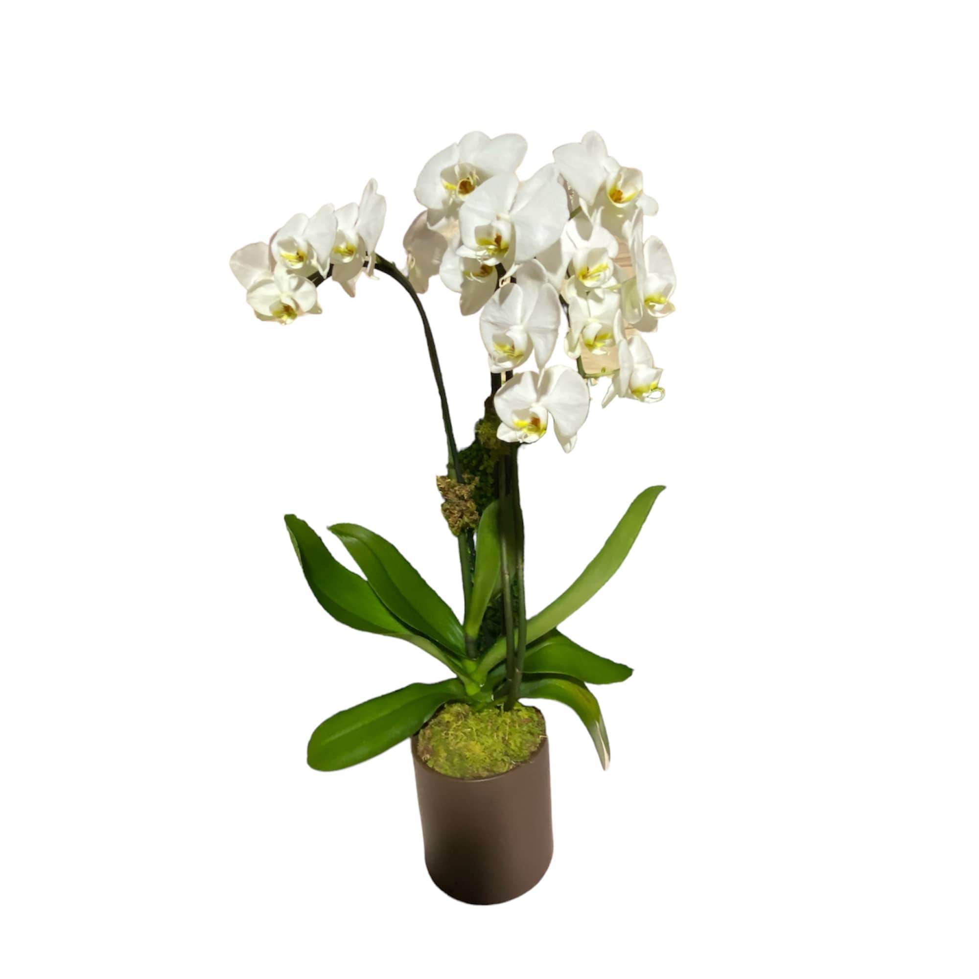 A beautiful and classic white orchid. Perfect for all occasions, bring it