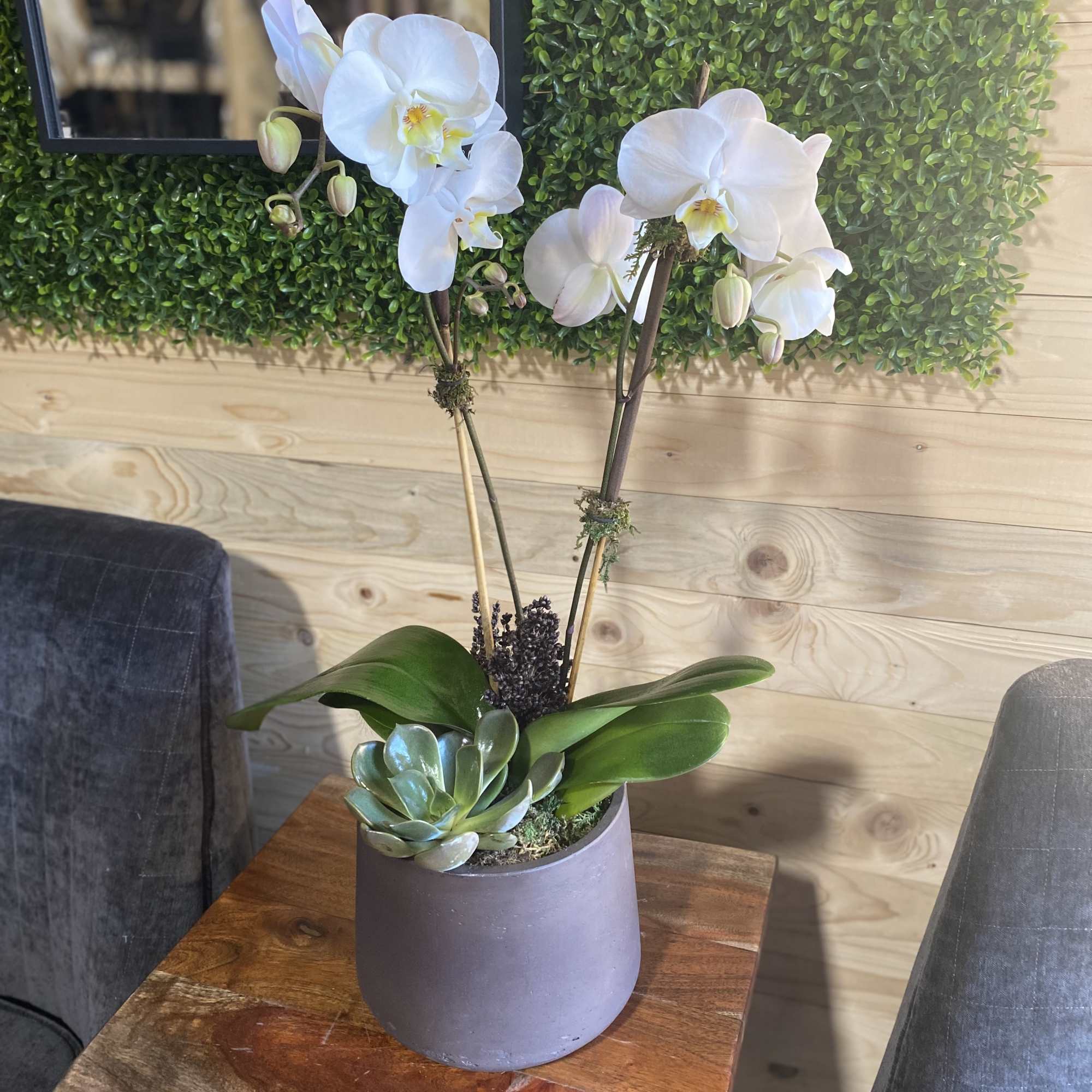 A beautiful and classic white orchid. Perfect for all occasions, bring it