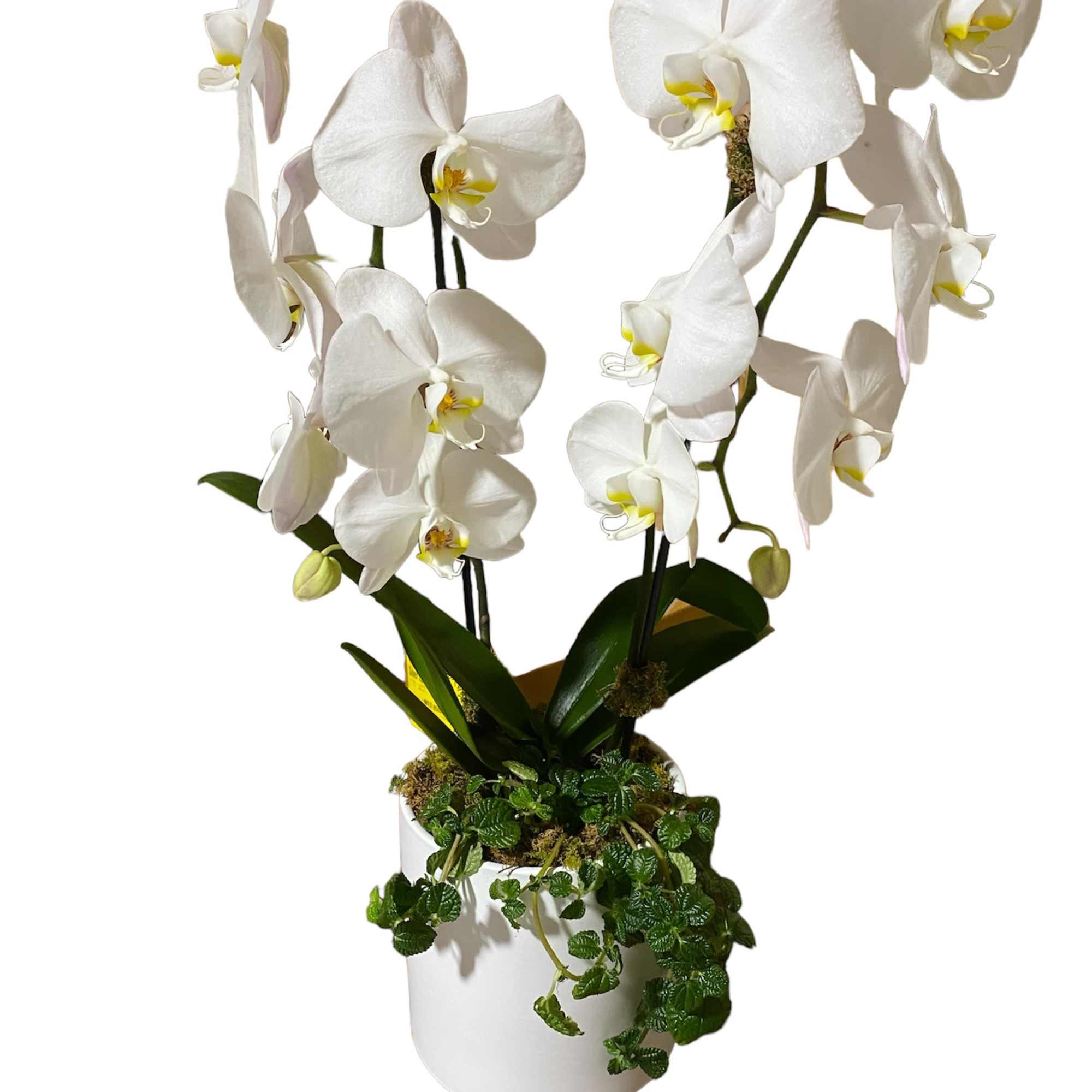 A beautiful and classic white orchid. Perfect for all occasions, bring it
