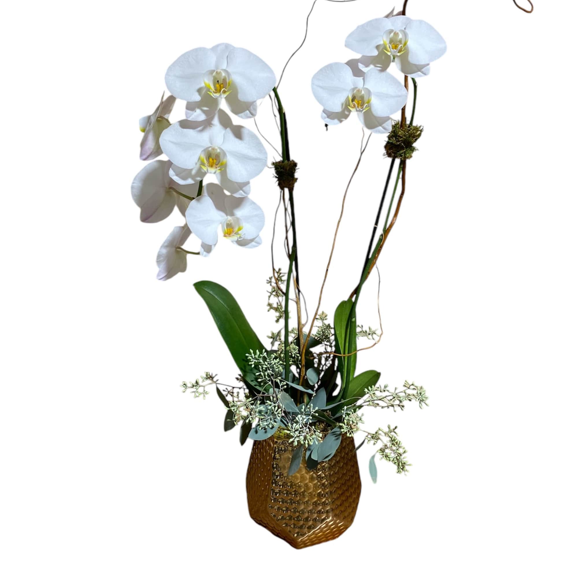 A beautiful and classic white orchid. Perfect for all occasions, bring it