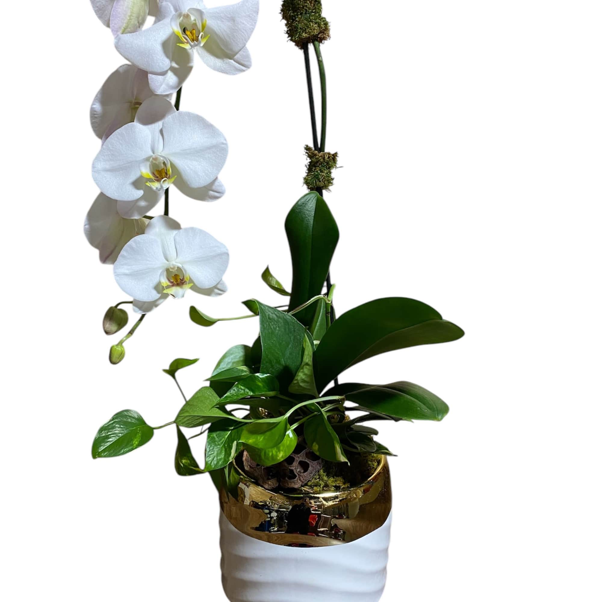 A beautiful and classic white orchid. Perfect for all occasions, bring it