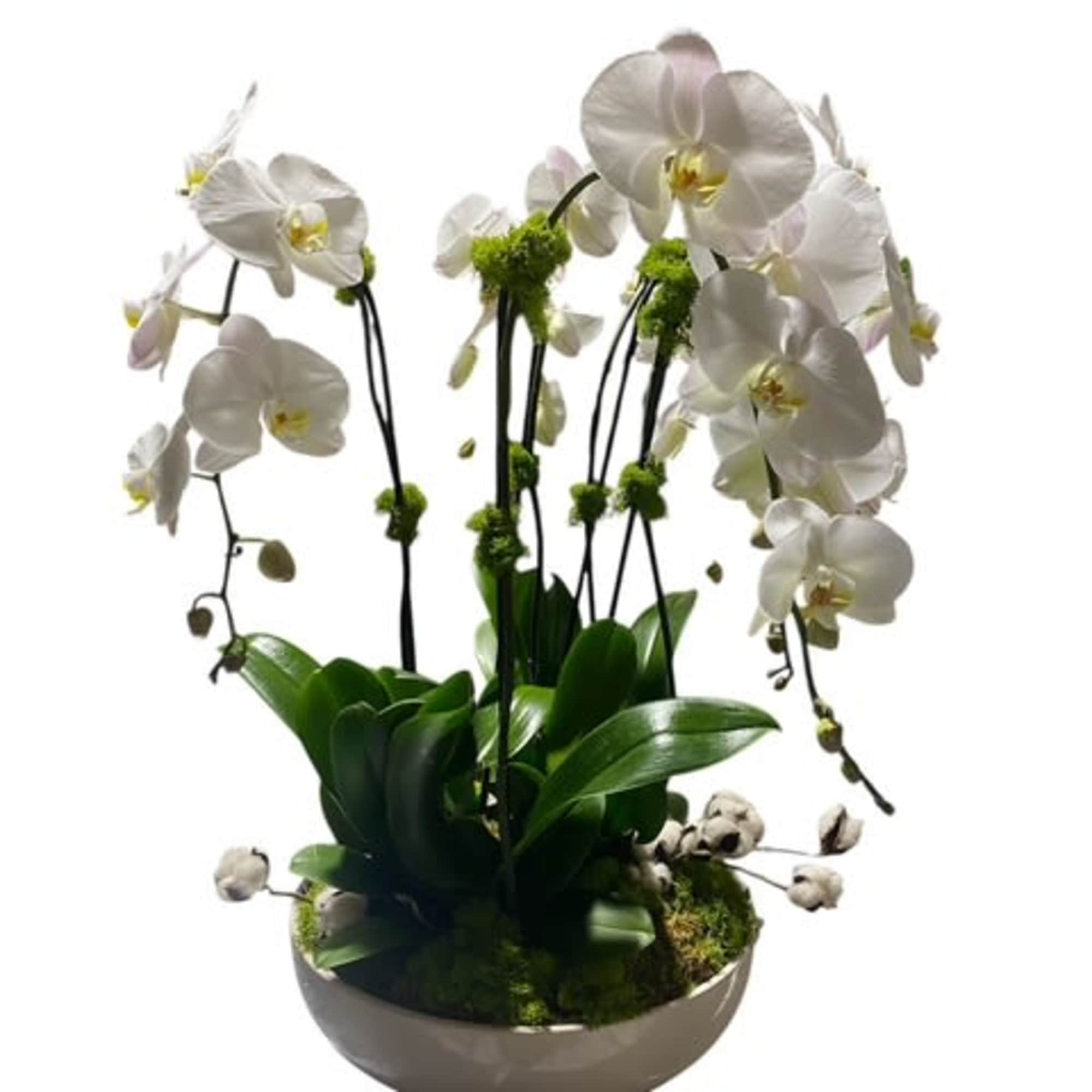 A beautiful and classic white orchid. Perfect for all occasions, bring it