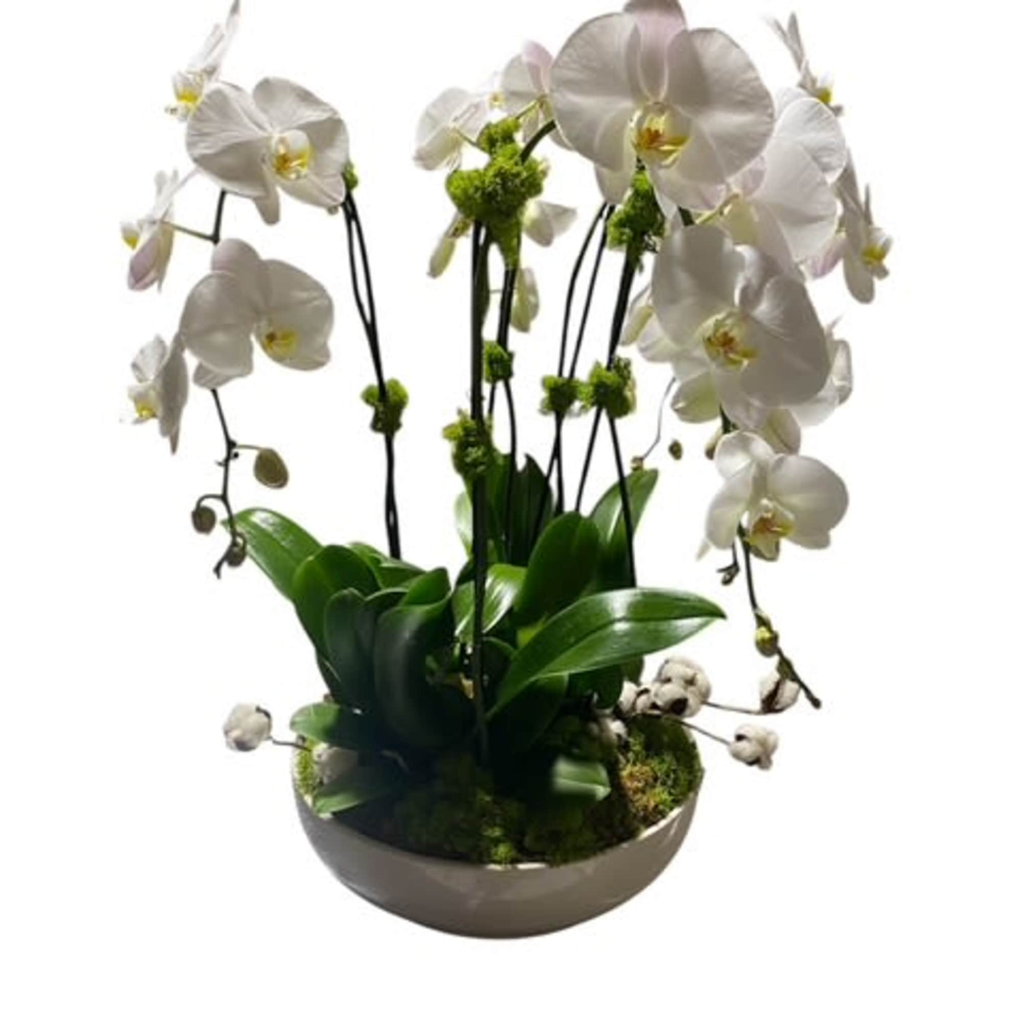 A beautiful and classic white orchid. Perfect for all occasions, bring it