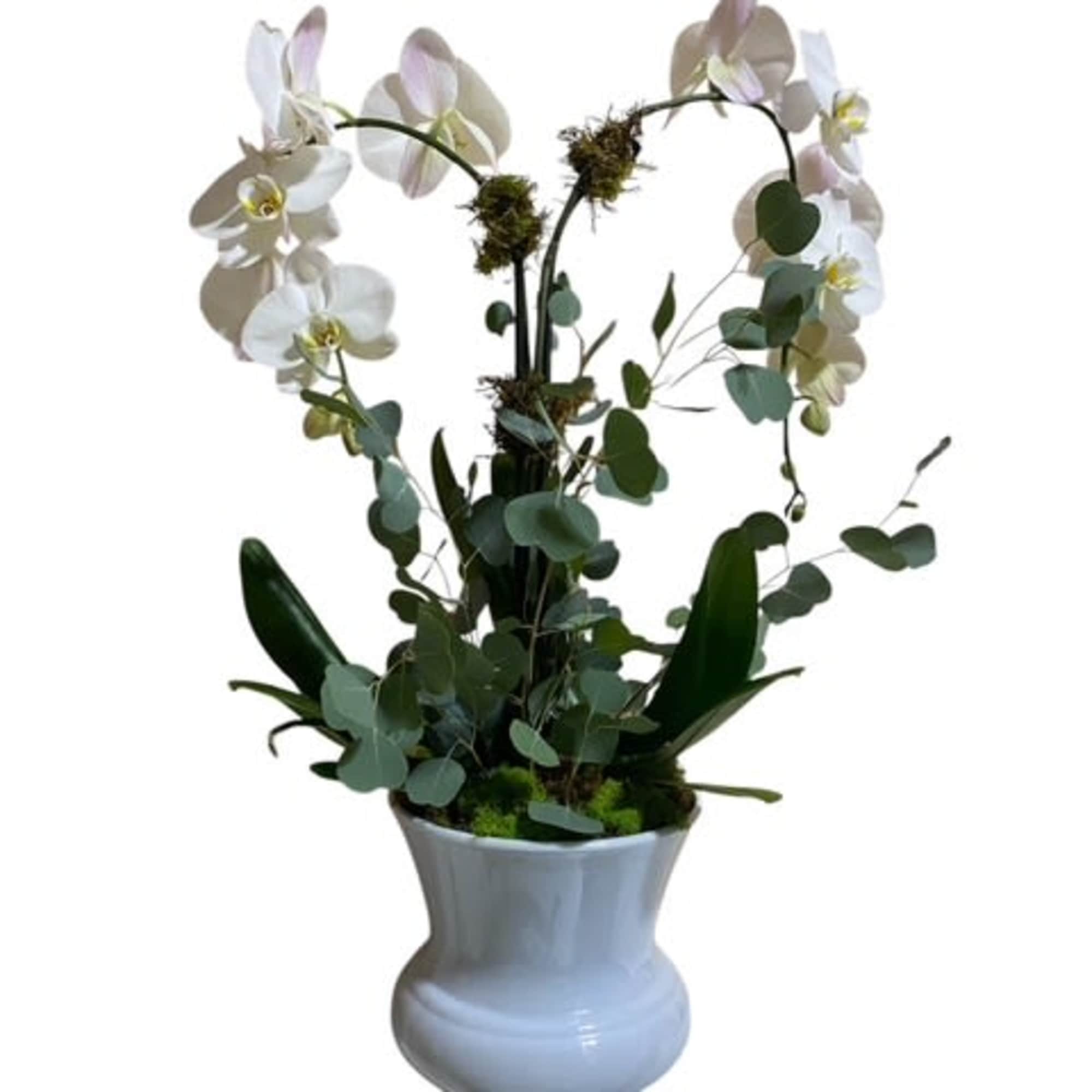A beautiful and classic white orchid. Perfect for all occasions, bring it
