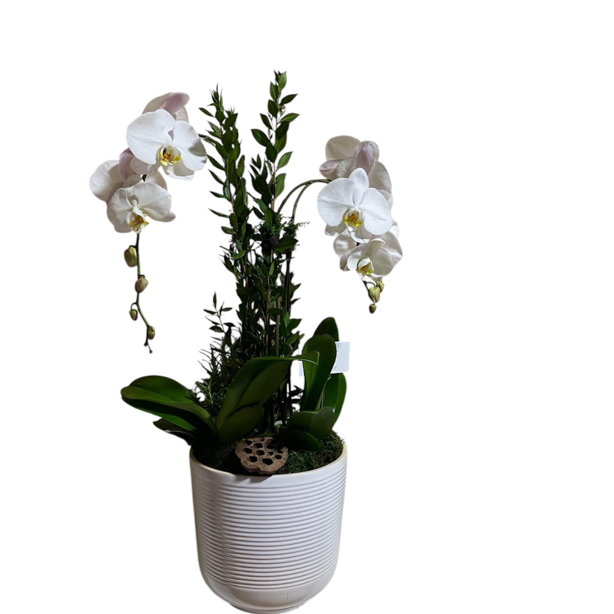 A beautiful and classic white orchid. Perfect for all occasions, bring it