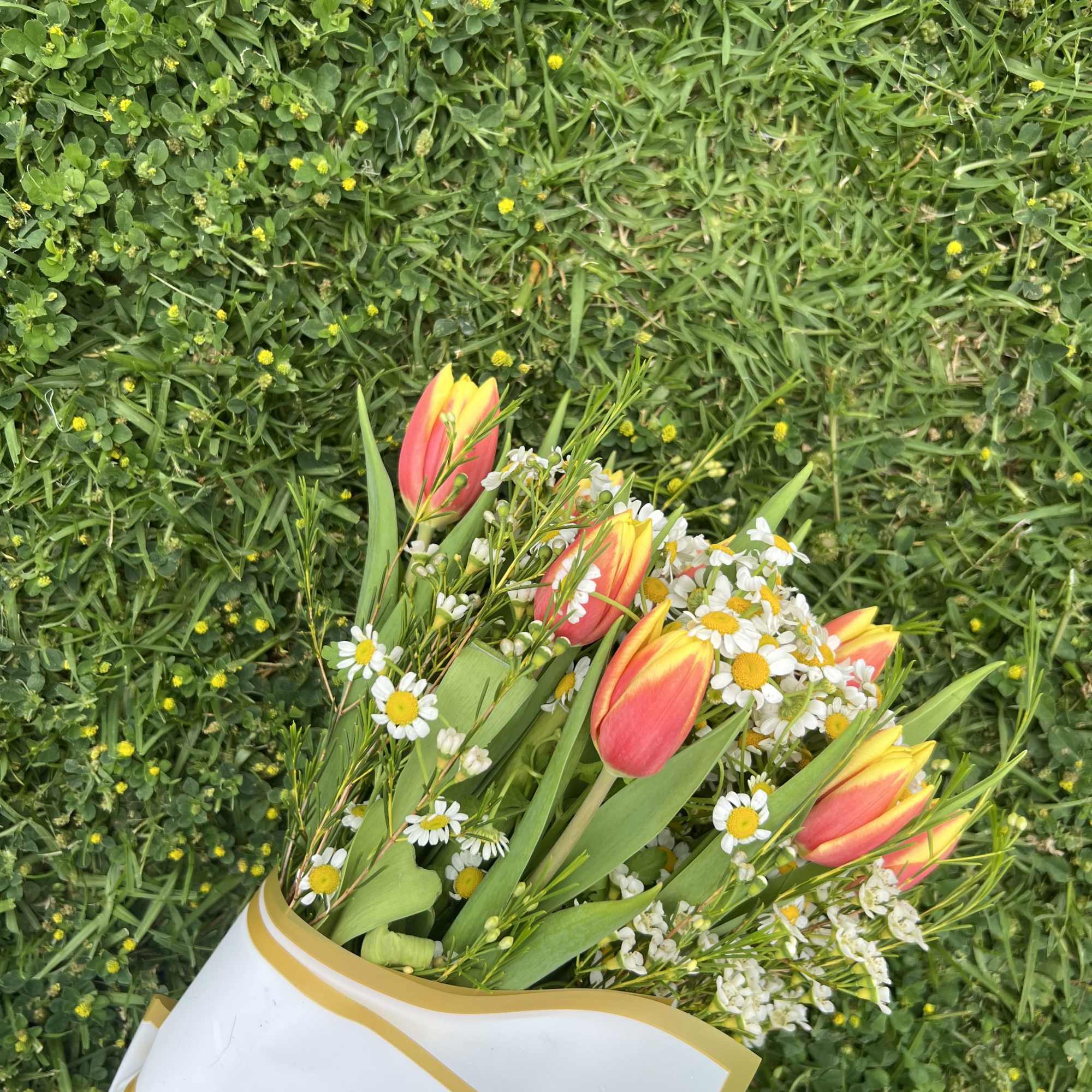 Duo-colored Tulips, Daisies, and Waxflower are handtied to create the perfect arrangement