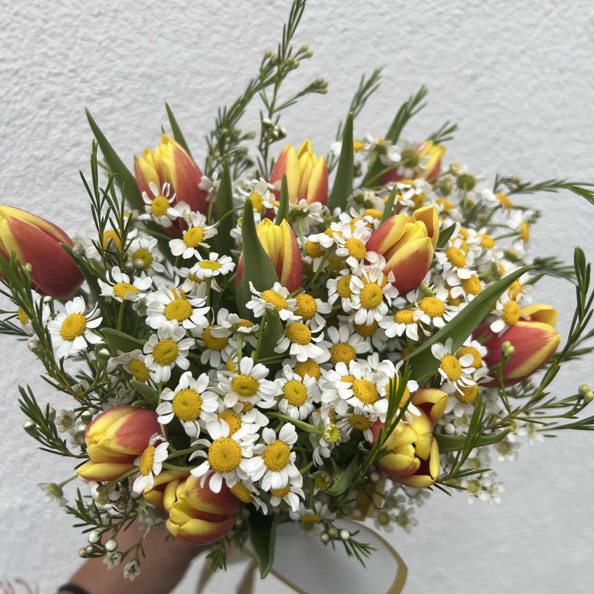 Duo-colored Tulips, Daisies, and Waxflower are handtied to create the perfect arrangement