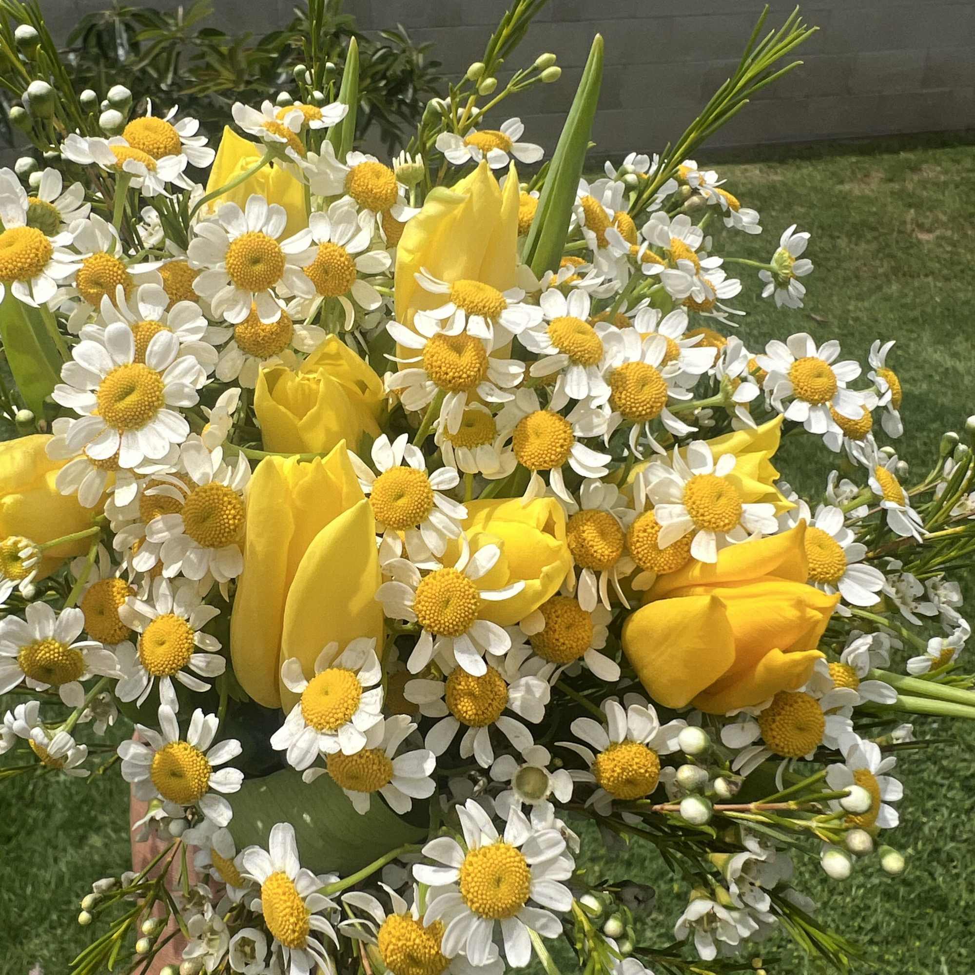 Sweet yellow Tulips, Daisies, and Waxflower are arranged in a handtied bouquet