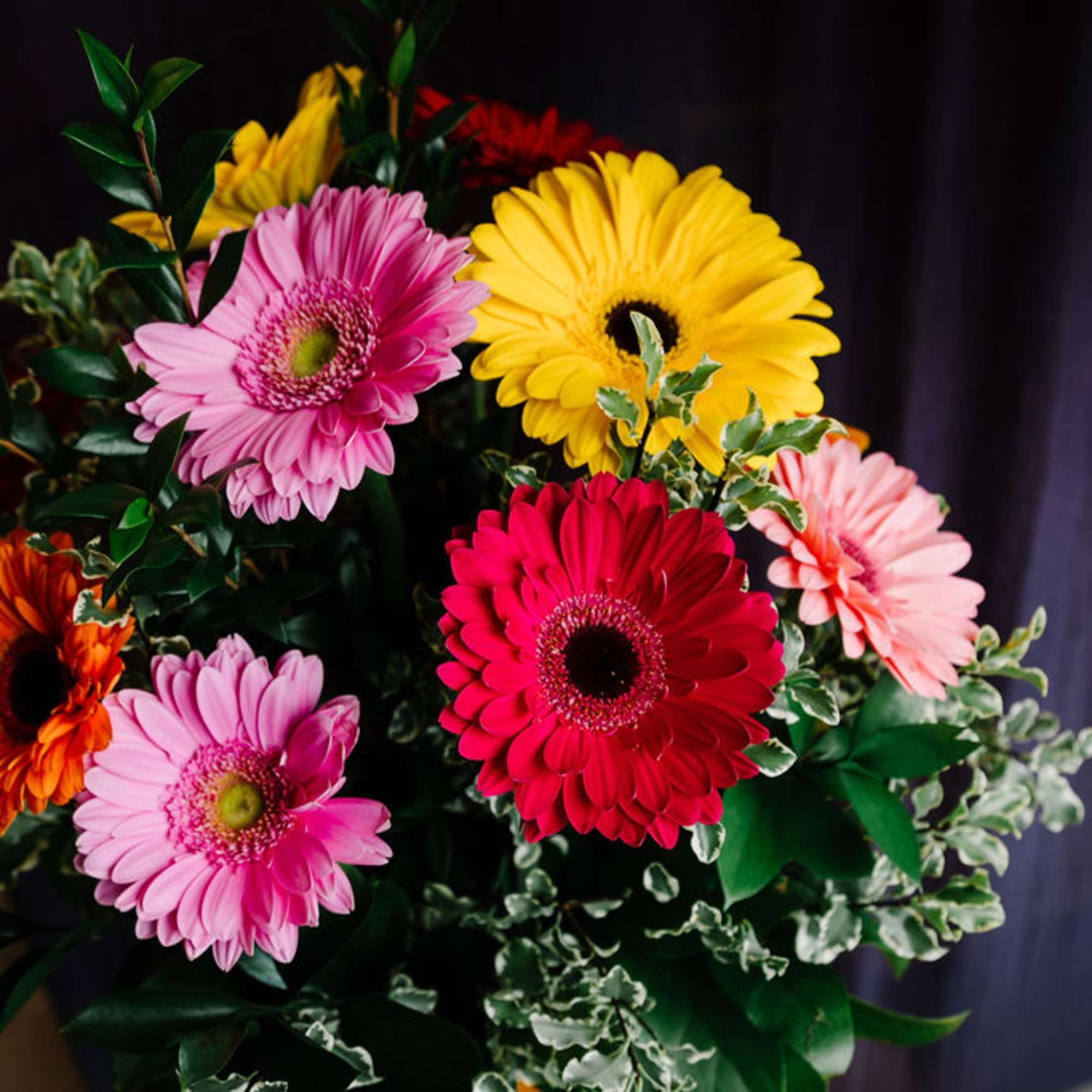 Nestled within a sleek glass vase, a kaleidoscope of 12 gerbera daisies
