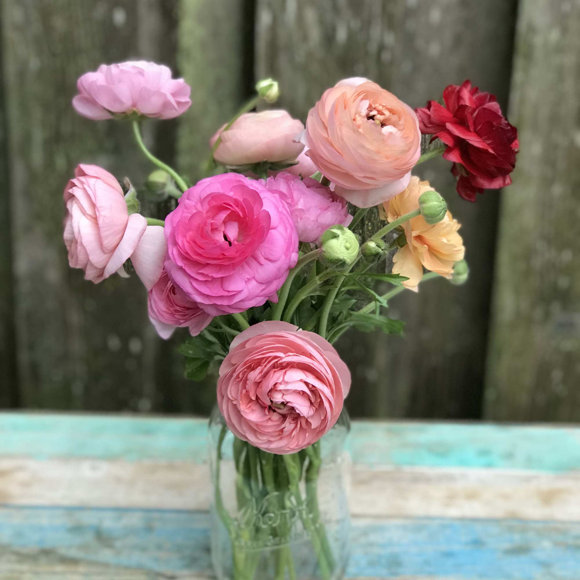A sweet and simple bunch of ranunculus in a rainbow of colors
