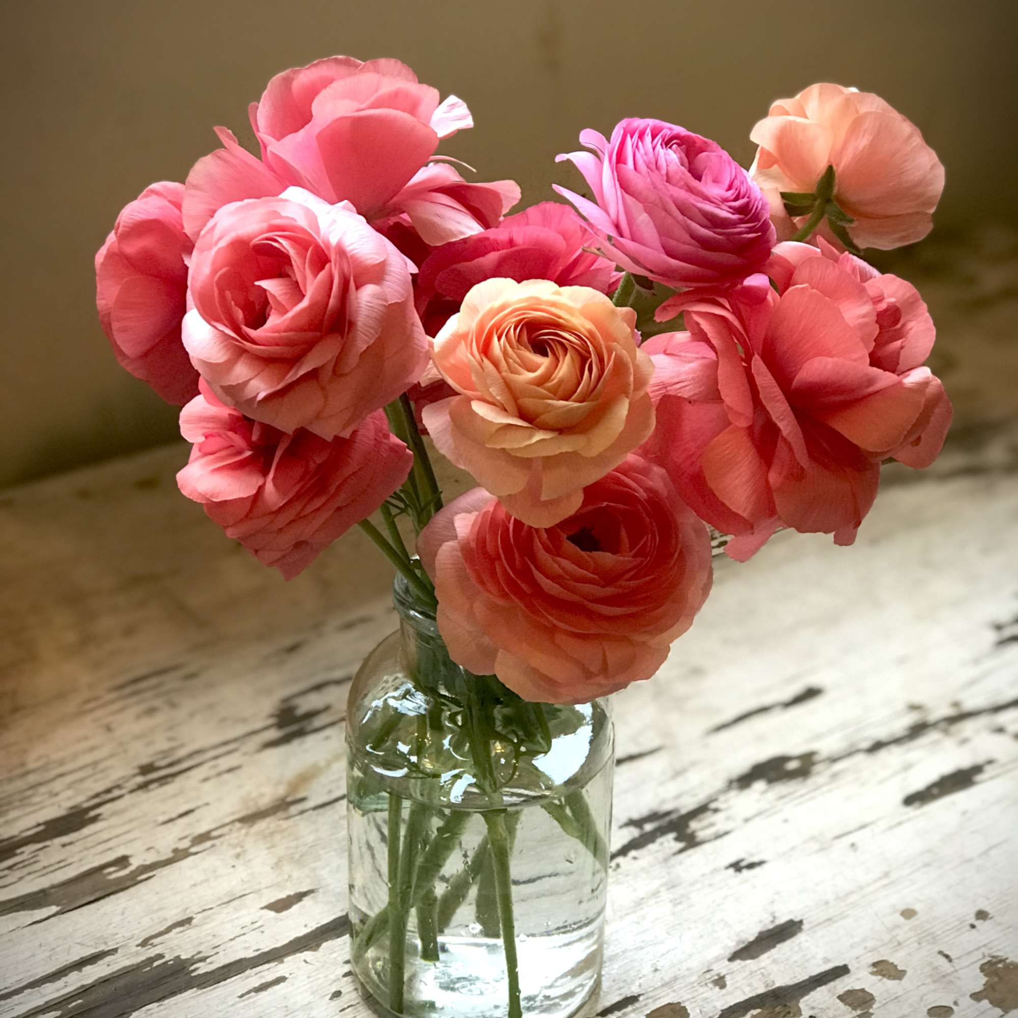 A sweet and simple bunch of ranunculus in a rainbow of colors