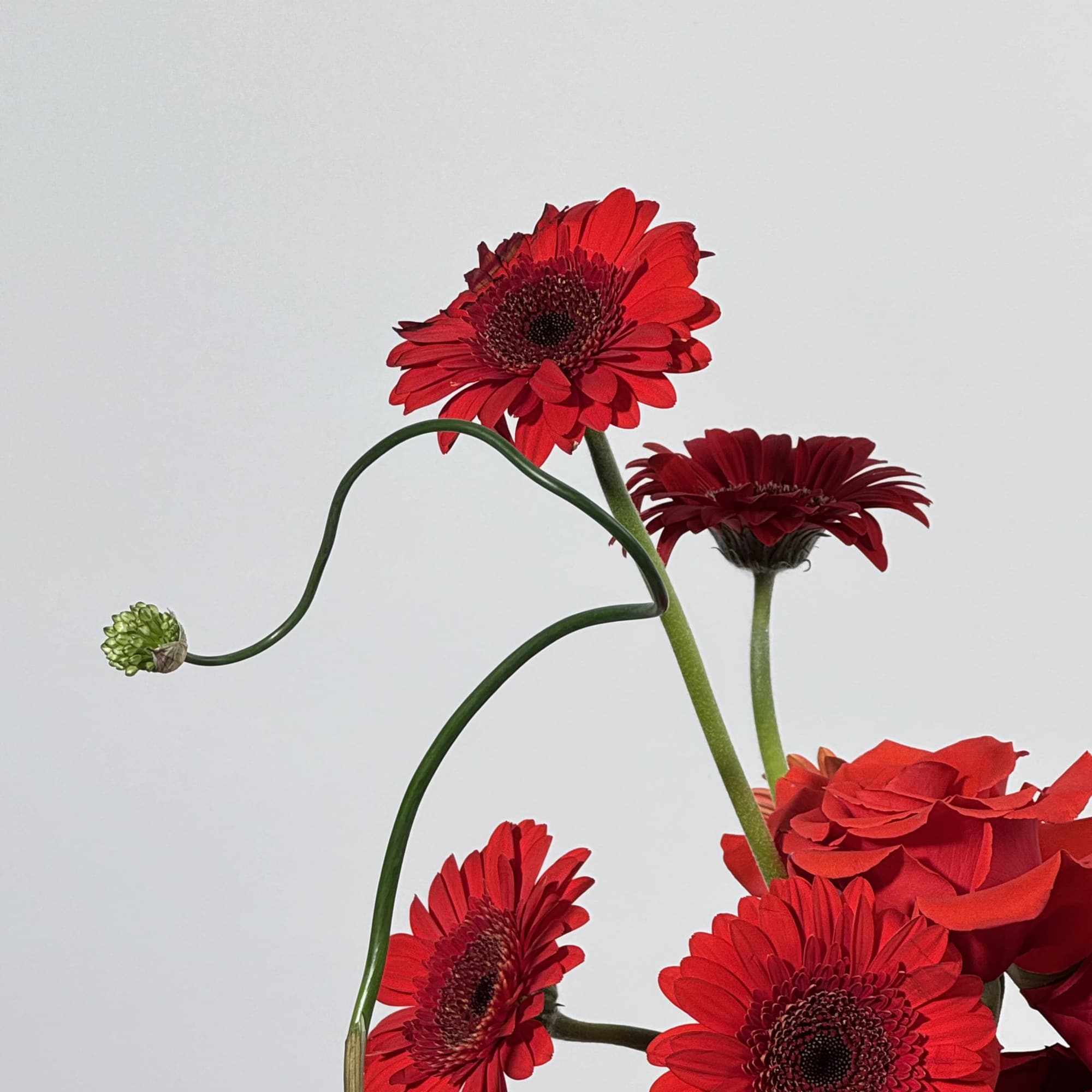  - Features a pairing of velvety red roses and vibrant Gerbera