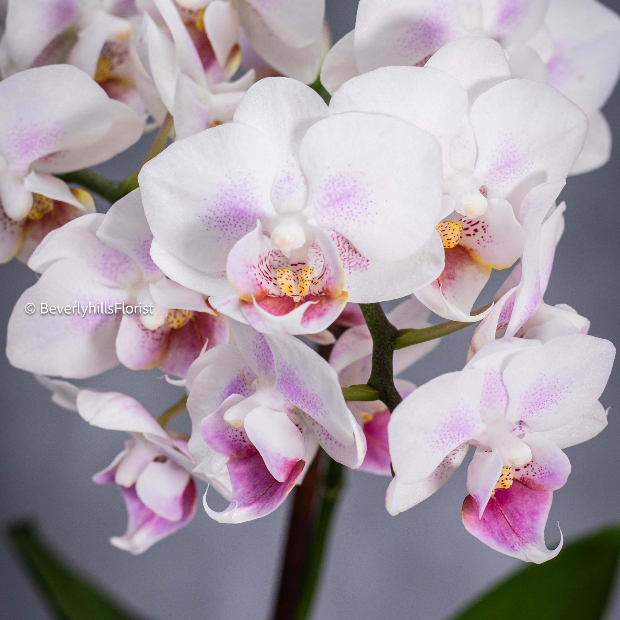 Step by Step Orchid Arrangement is a sight to behold, nestled within Step by Step Orchid Arrangement is a sight to behold, nestled within