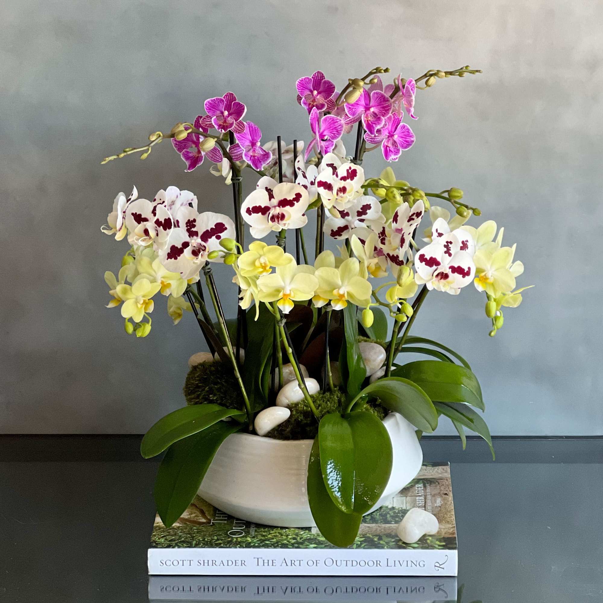 Our 16 colorful Mini Orchid Spikes came just in time for the Our 16 colorful Mini Orchid Spikes came just in time for the