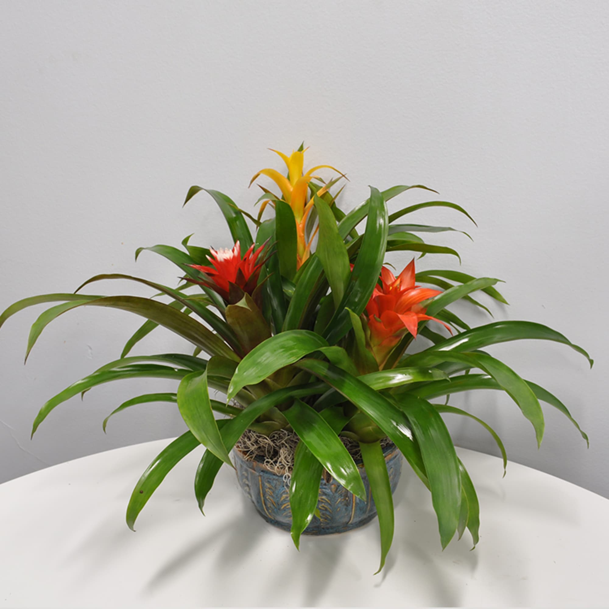 Experience the vibrant beauty of these long-lasting tropical plants, perfect for enhancing Experience the vibrant beauty of these long-lasting tropical plants, perfect for enhancing