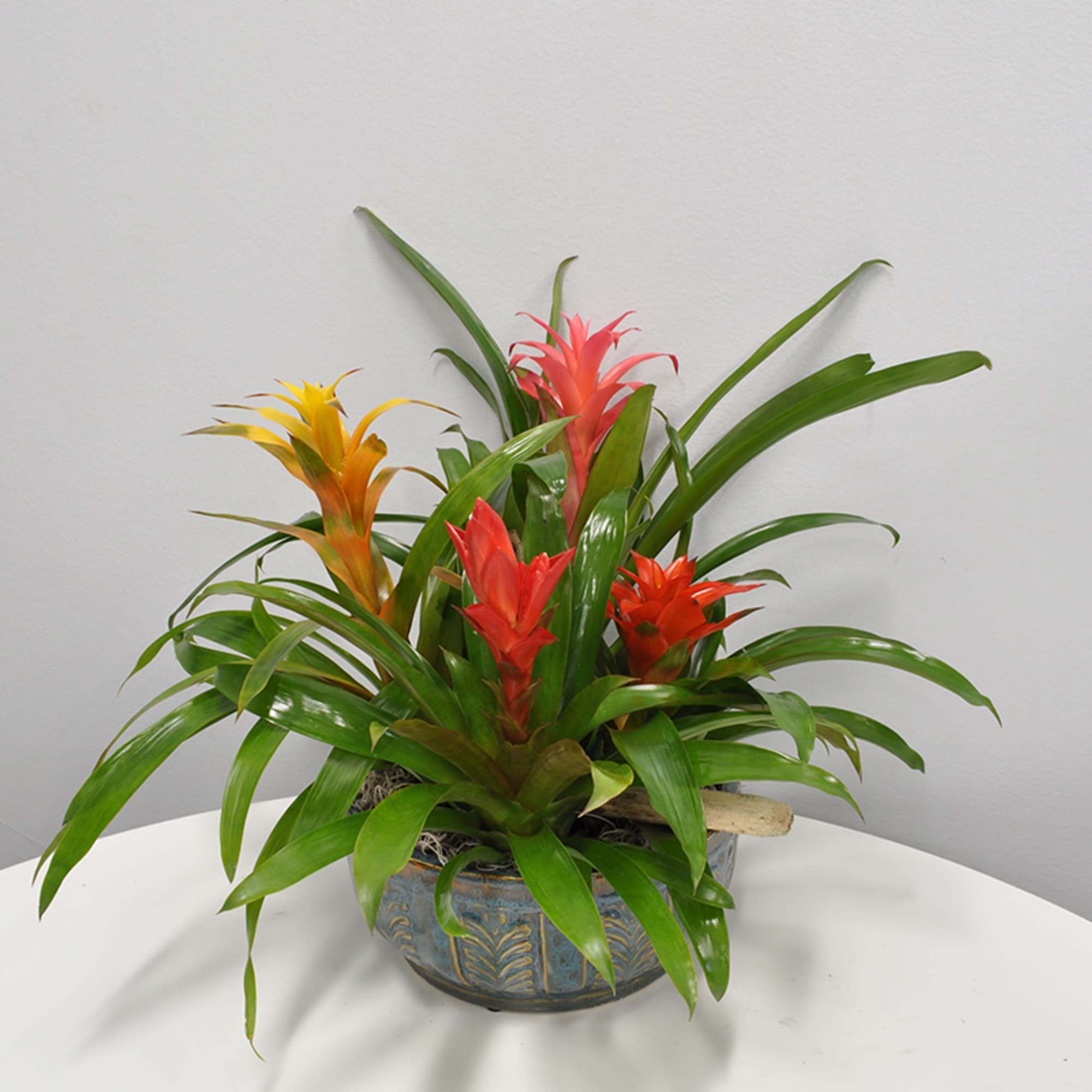 Experience the vibrant beauty of these long-lasting tropical plants, perfect for enhancing Experience the vibrant beauty of these long-lasting tropical plants, perfect for enhancing