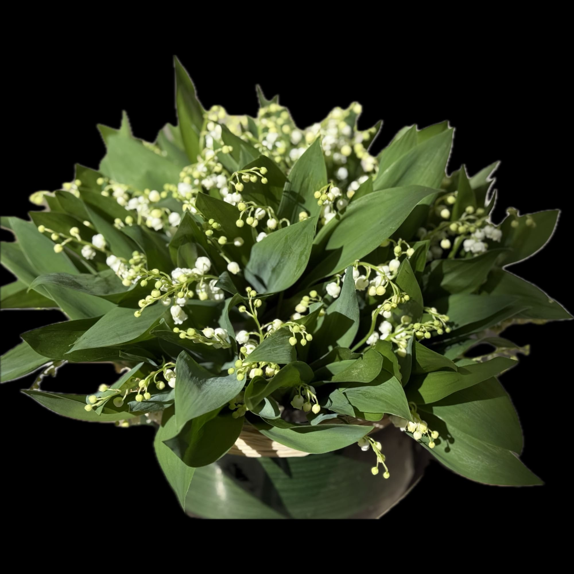 White lily-of-the-valley flowers in a low container
