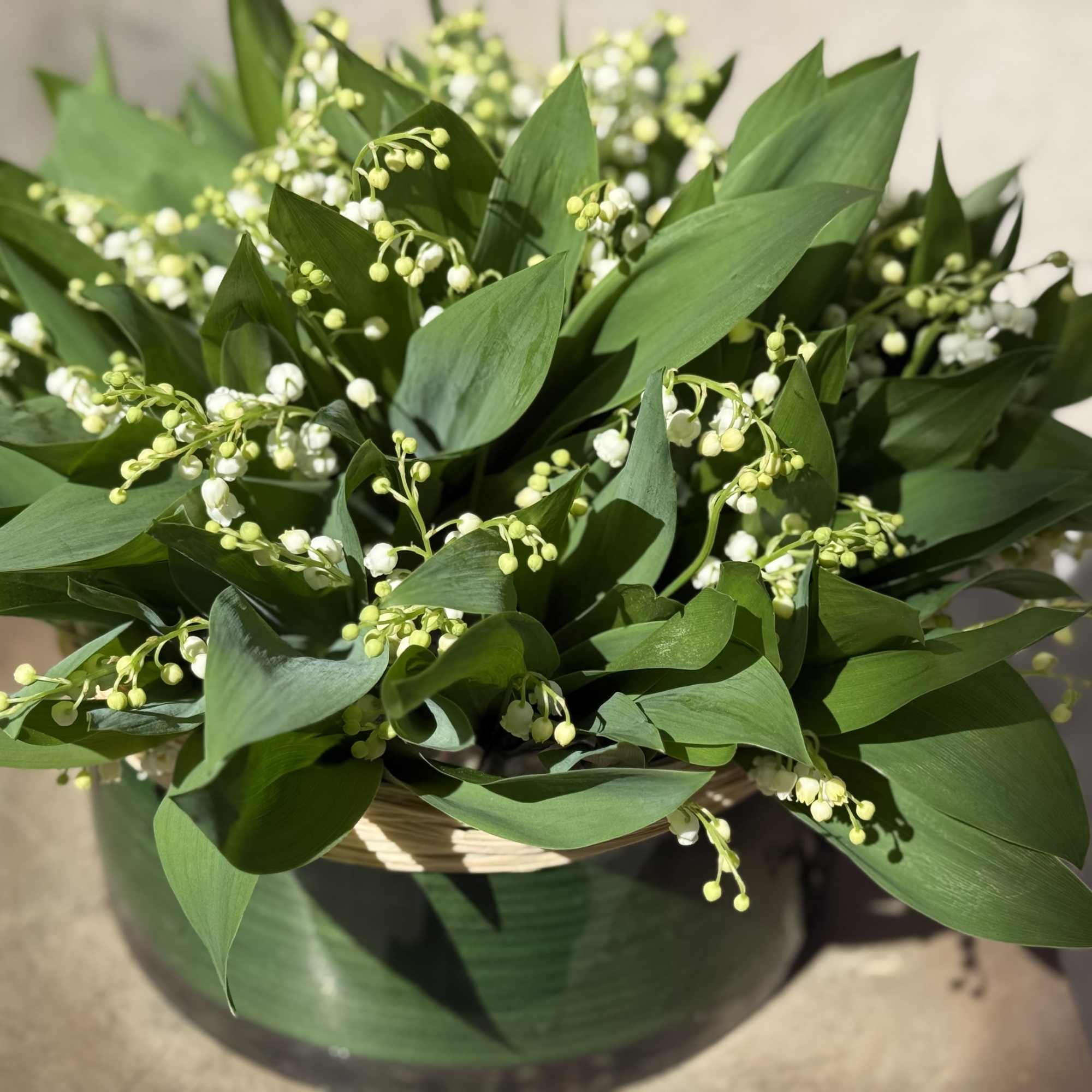 Green arrangement with small white lily-of-the-valley flowers in a round container