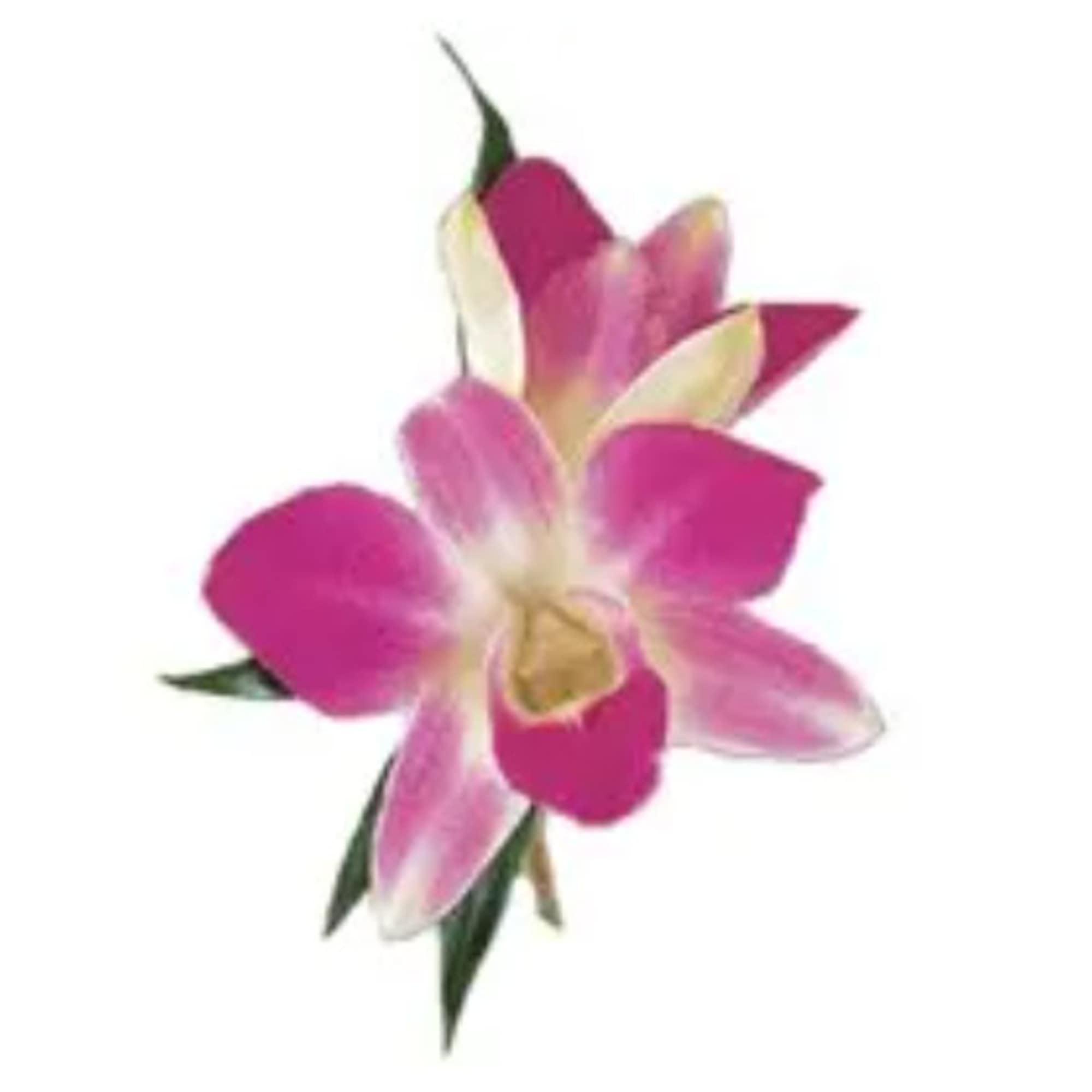 Bring the spirit of the tropics to your formal occasion with these