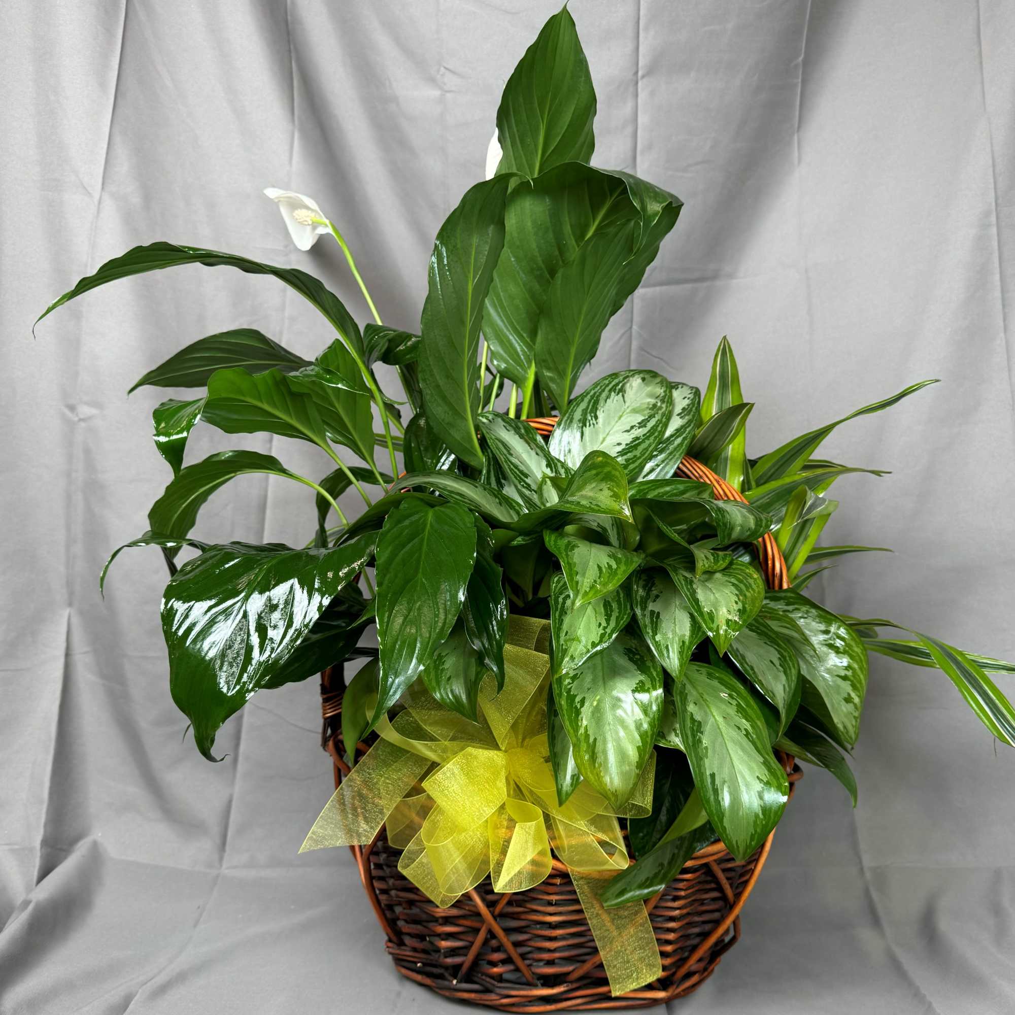 Wonderful mix of indoor plants.  Multiple sizes available.  Long lasting