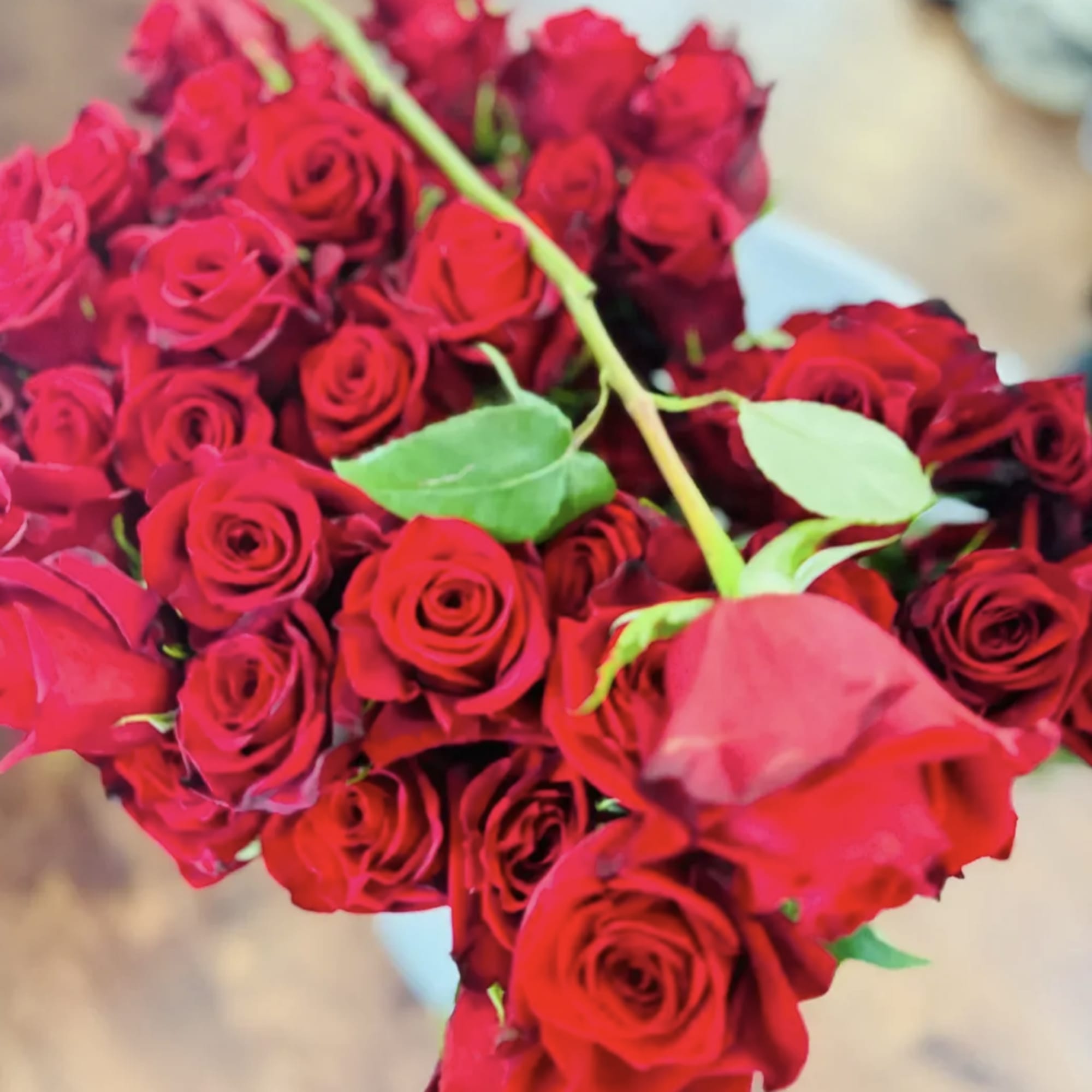 Red beautiful roses will make anyone happy and loved.