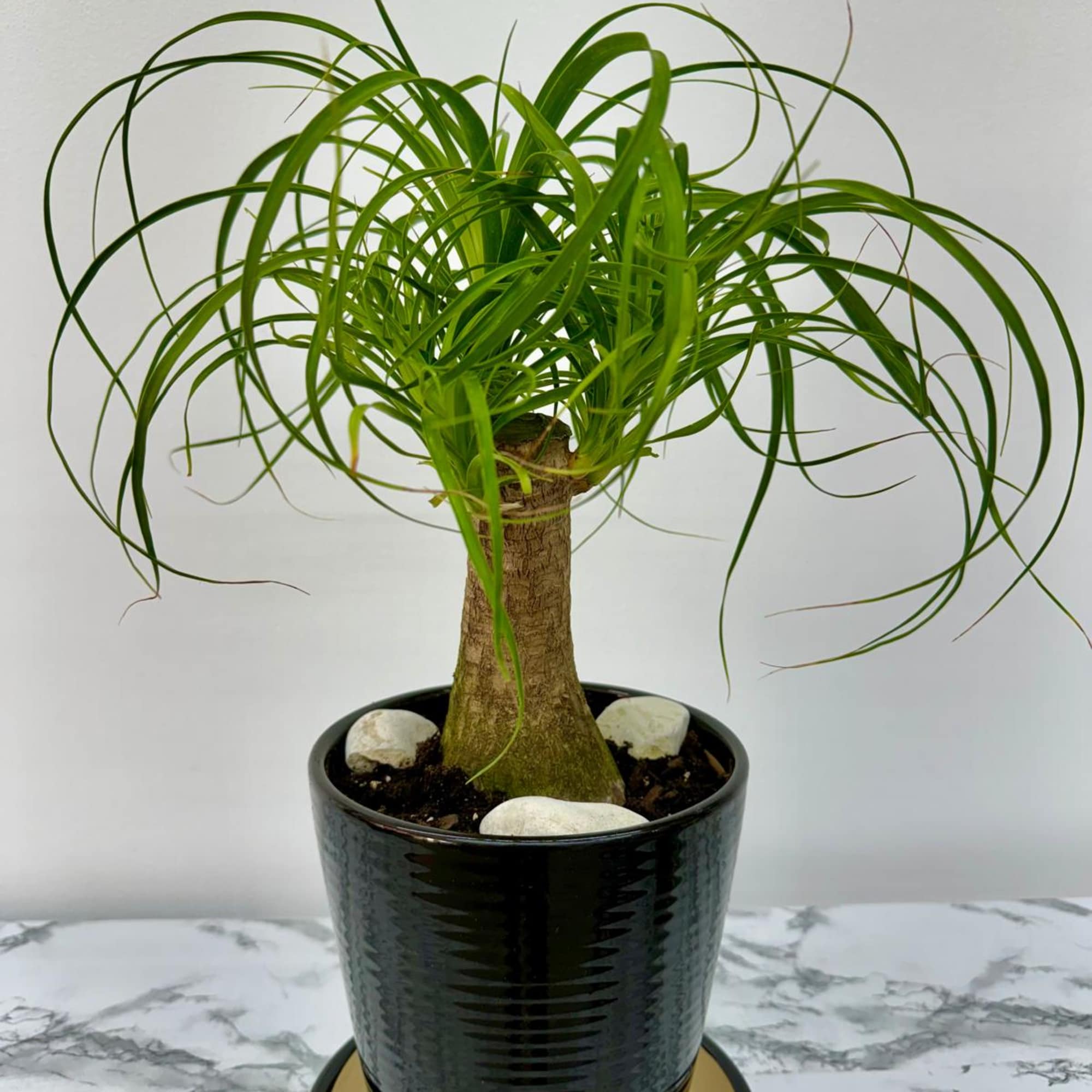 Hailing from its natural habitat of eastern Mexico, the ponytail palm tree