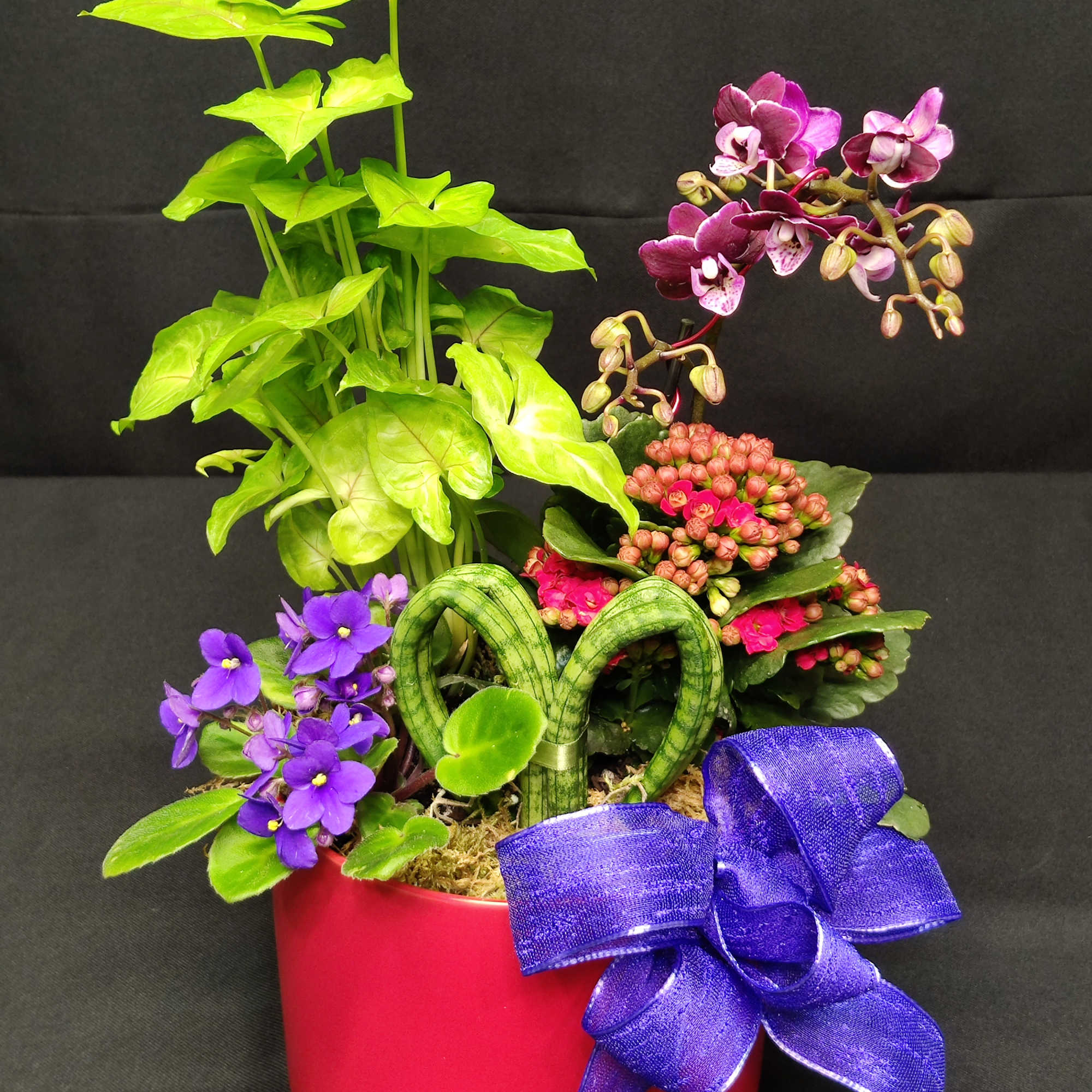 Lots of Perky Color to uplift and revive, and it's ALIVE, in Lots of Perky Color to uplift and revive, and it's ALIVE, in