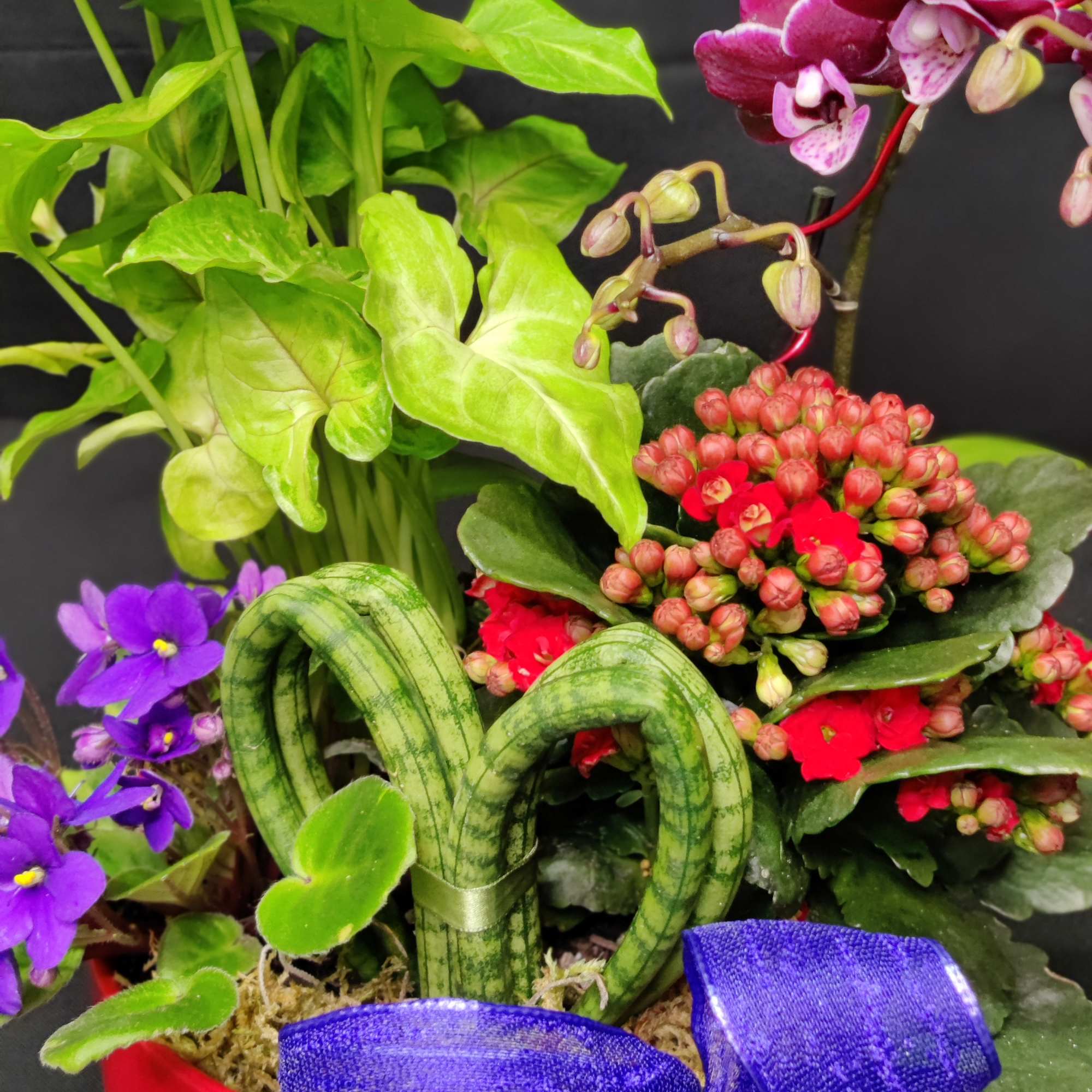 Lots of Perky Color to uplift and revive, and it's ALIVE, in Lots of Perky Color to uplift and revive, and it's ALIVE, in