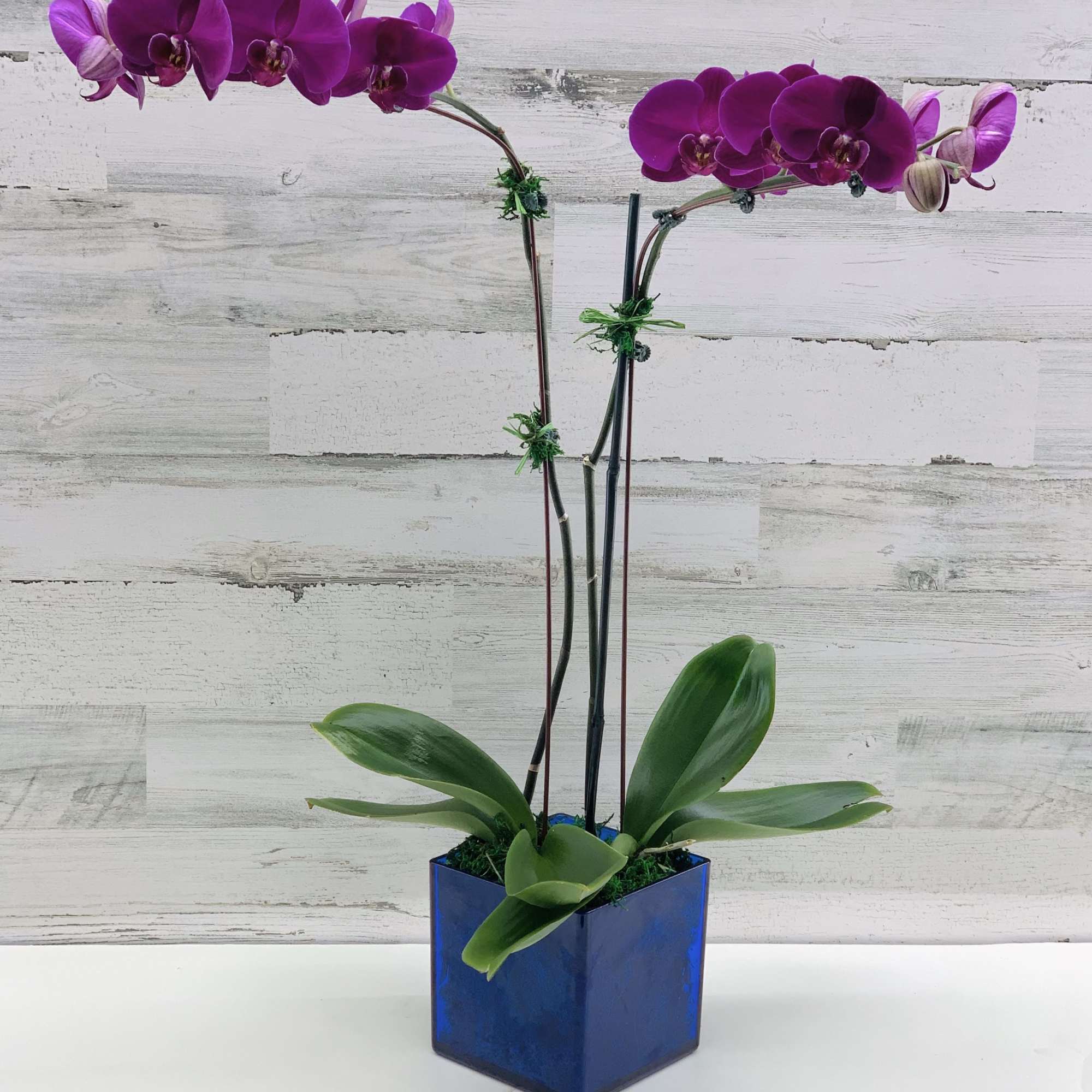 Phalaenopsis Orchids plant.