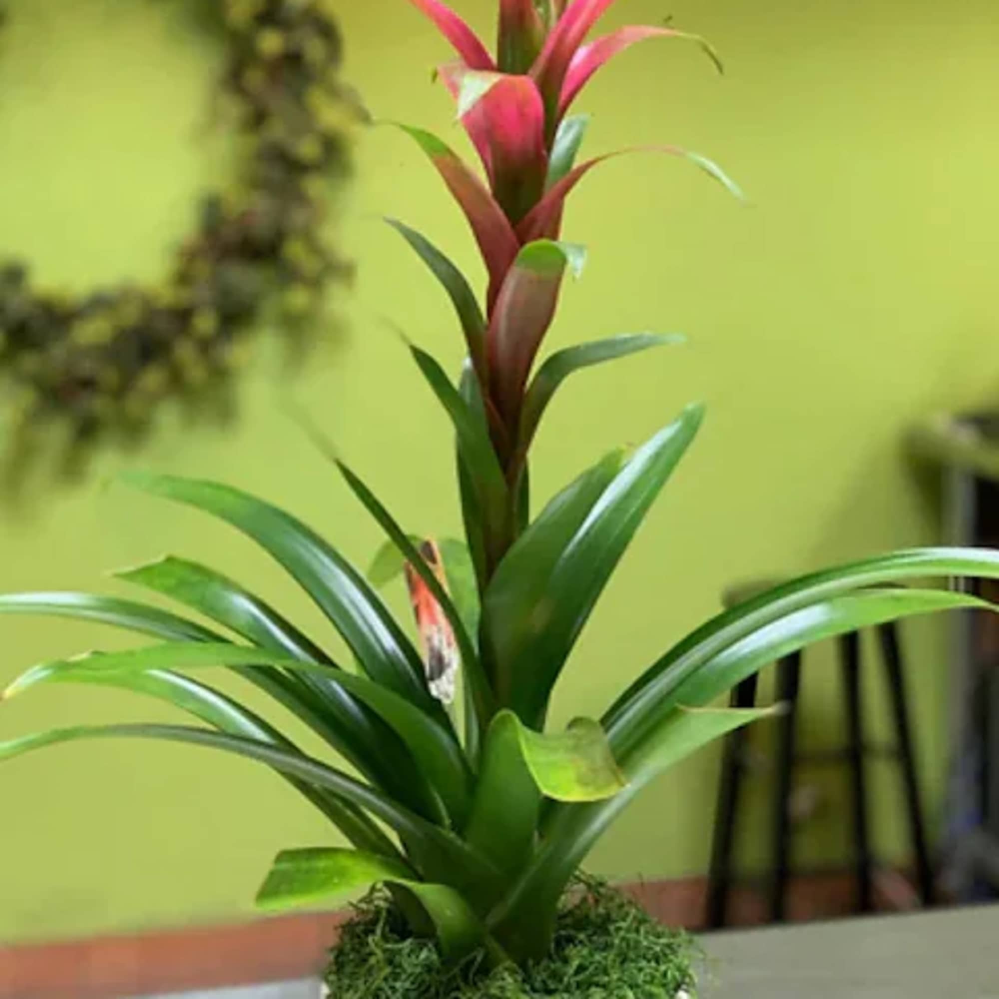 A wonderful house plant delivered to your, or your recipients door every