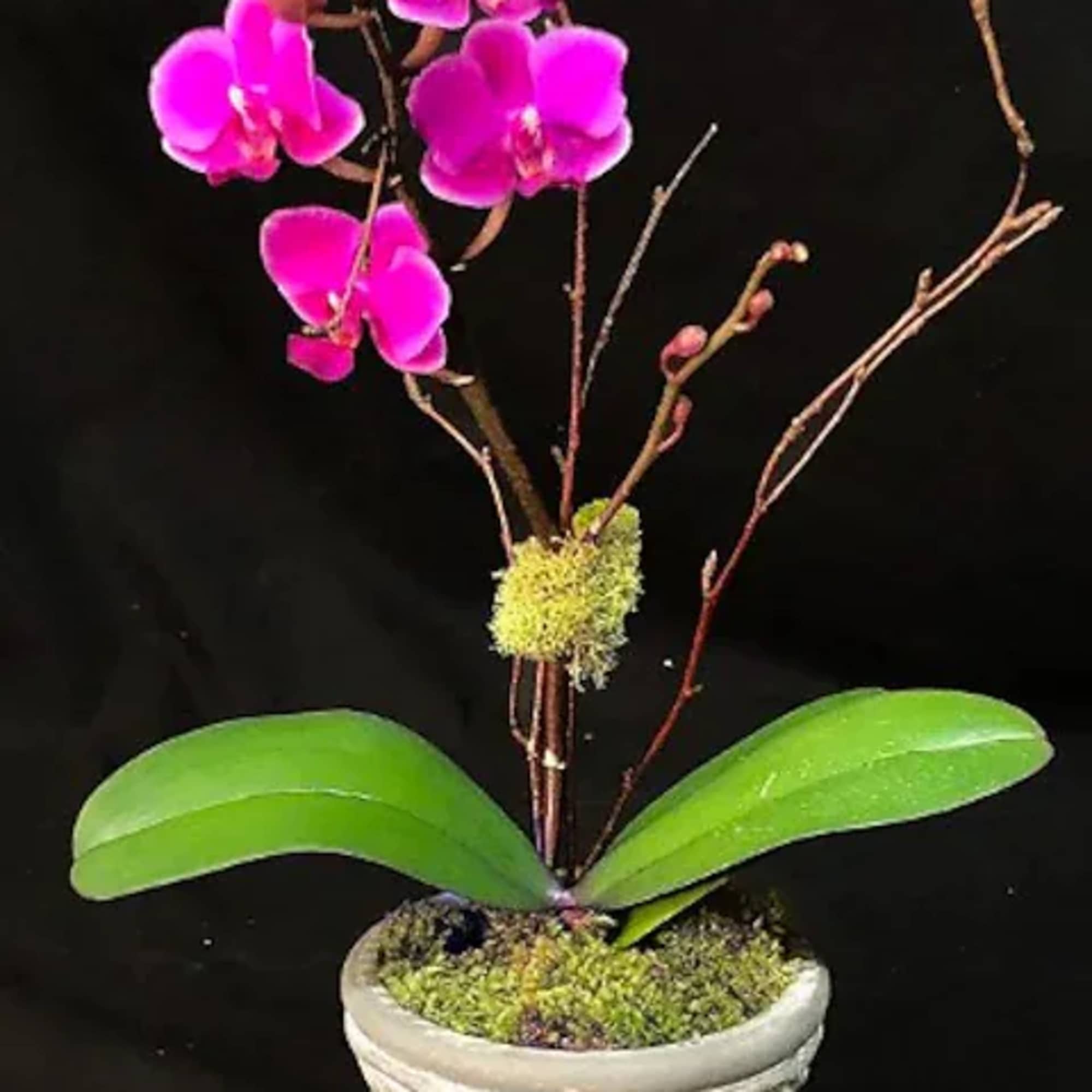 A wonderful house plant delivered to your, or your recipients door every