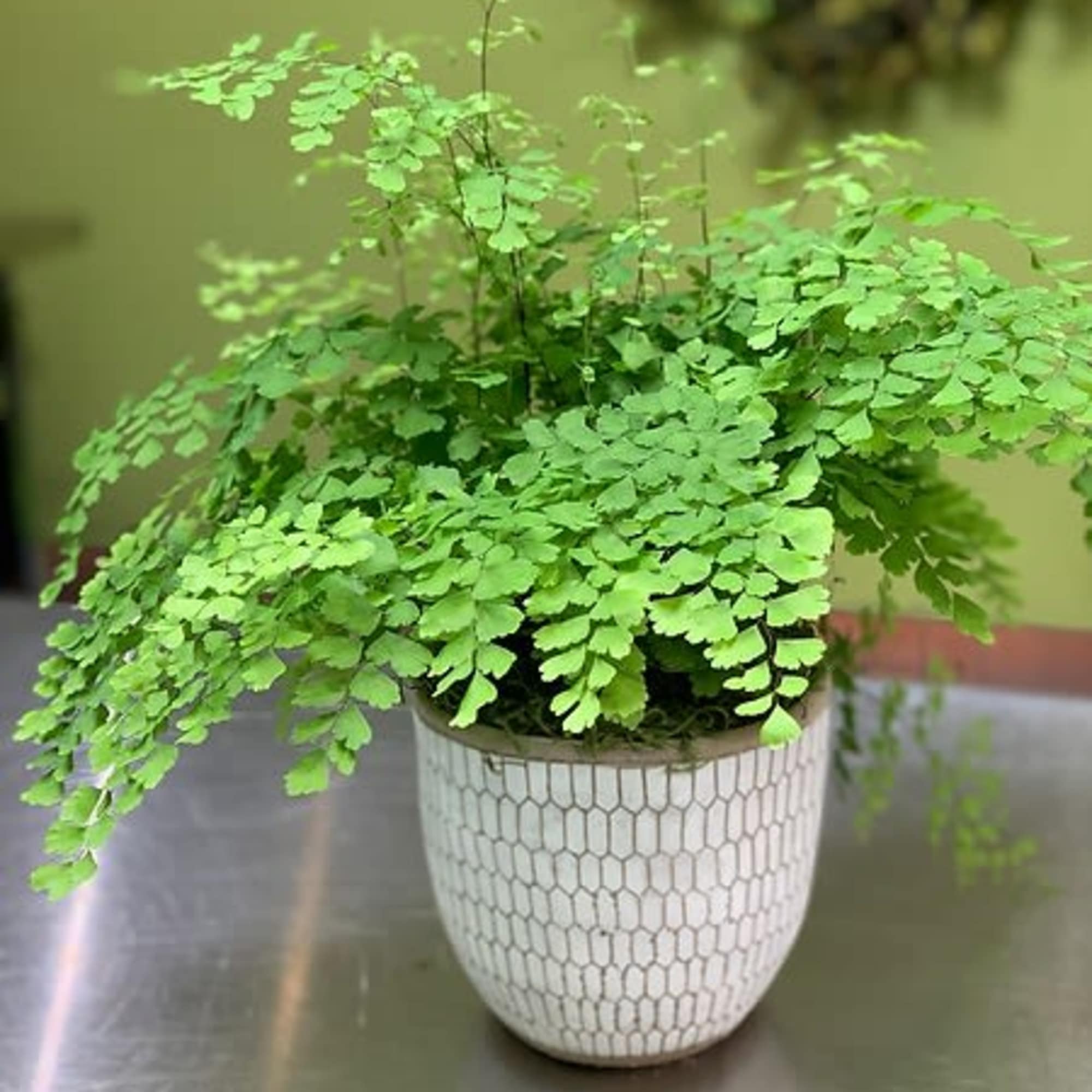A wonderful house plant delivered to your, or your recipients door every