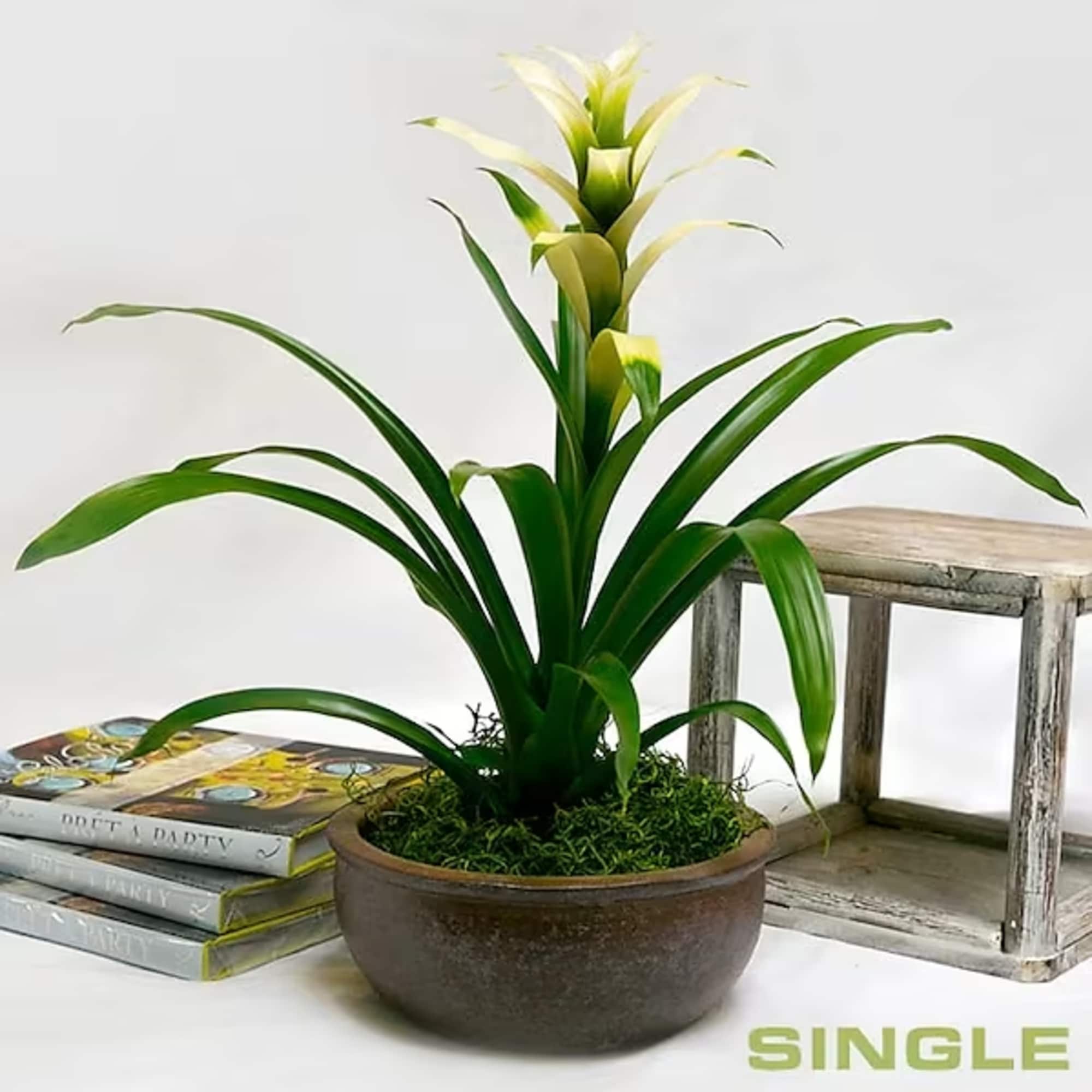These bright blooms add a unique touch to most any setting and