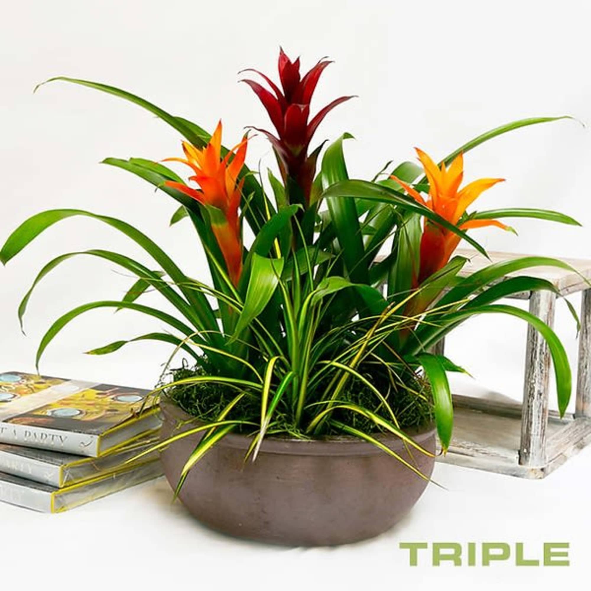 These bright blooms add a unique touch to most any setting and