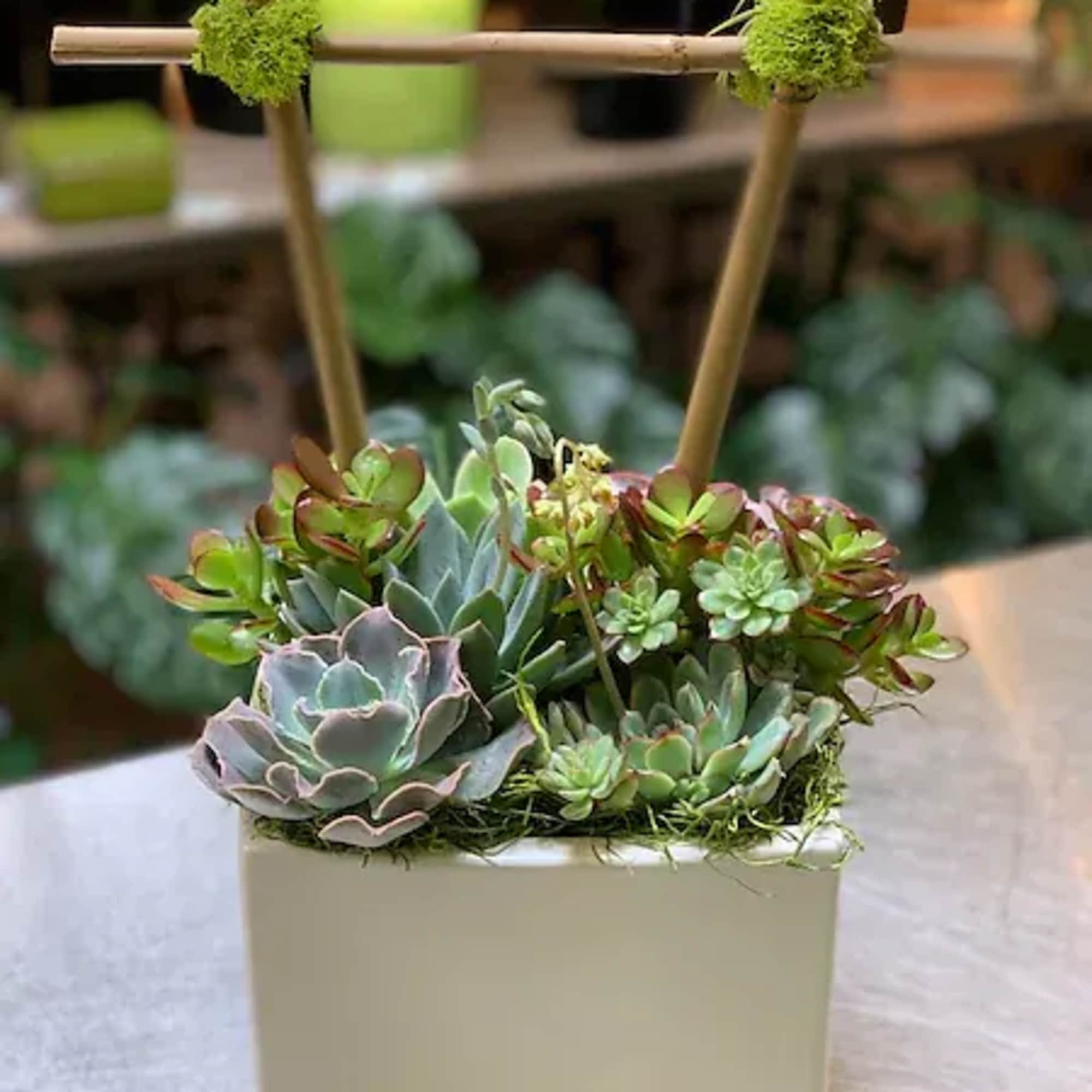 Succulents have the most interesting shapes with colorful leaves that make them