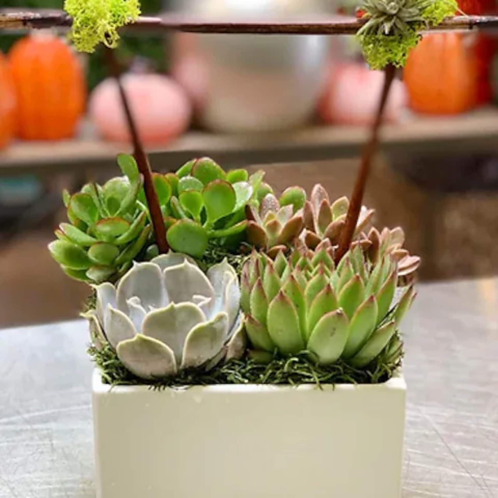 Succulents have the most interesting shapes with colorful leaves that make them