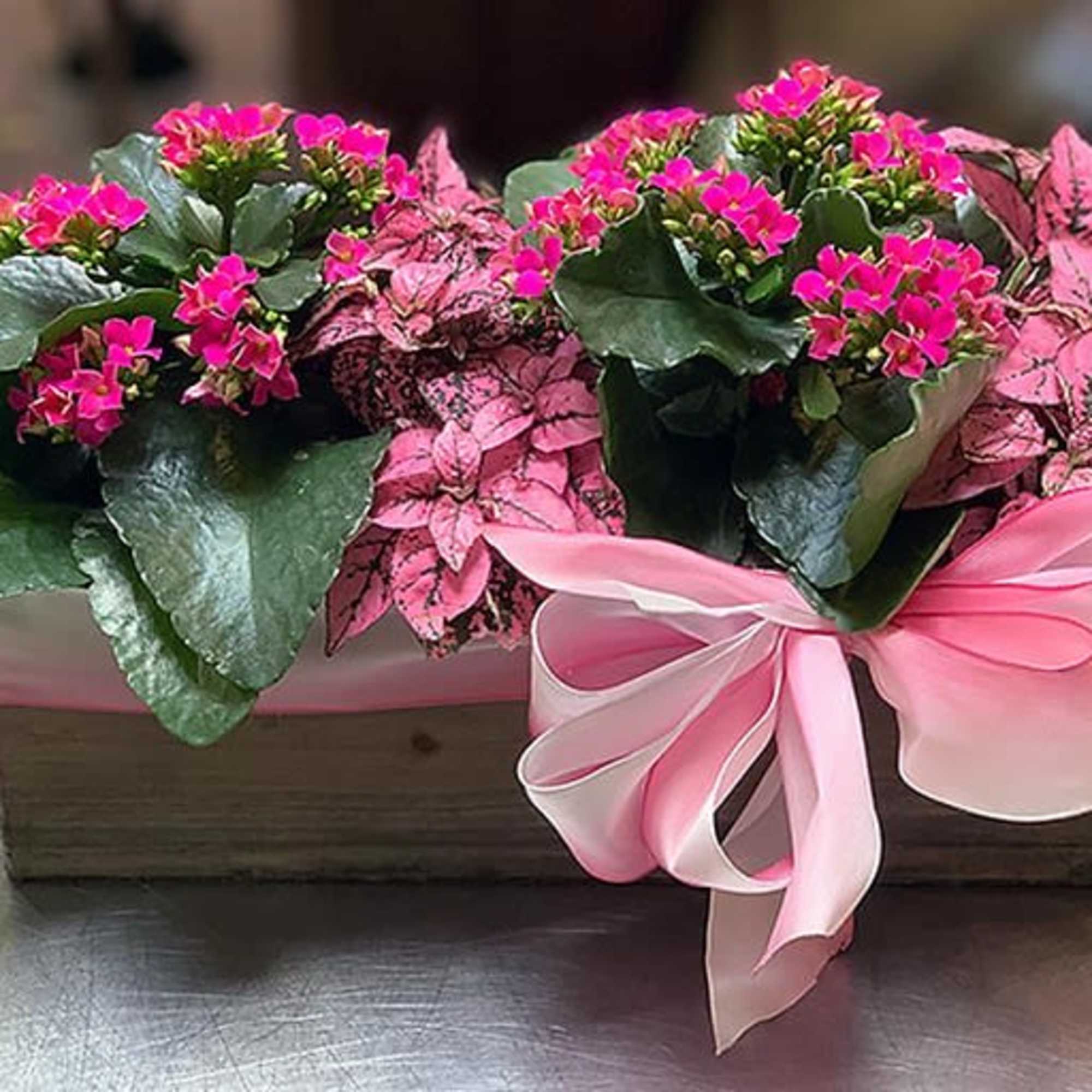 A beautiful mix of Kalanchoe and other blooming or green plants in
