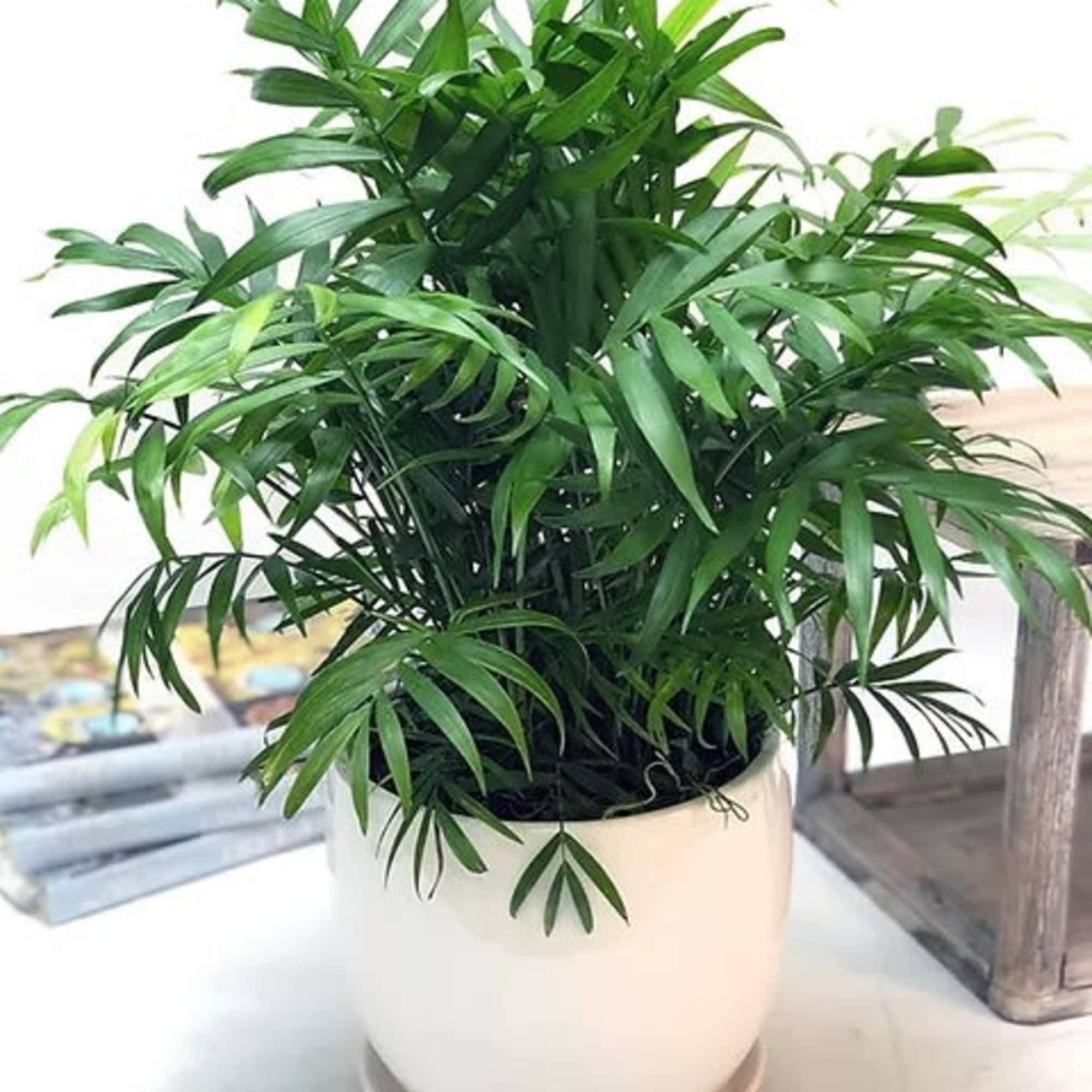 Our plants are some of the finest available. Let our designer pick