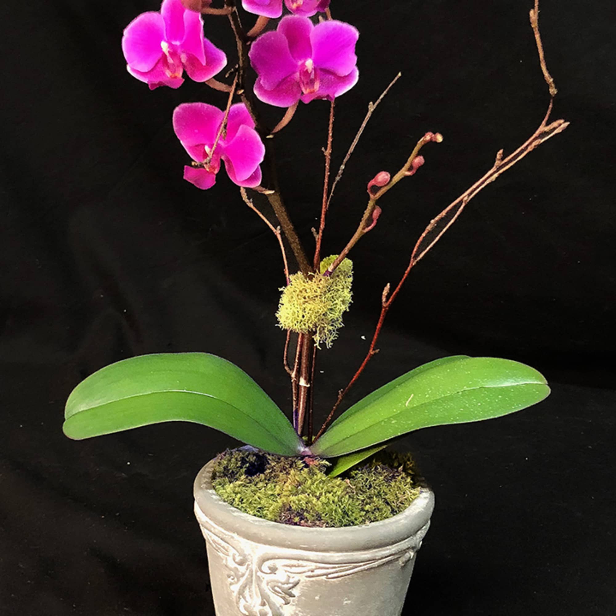 The perfect little orchid plant for someone's desk or side table at