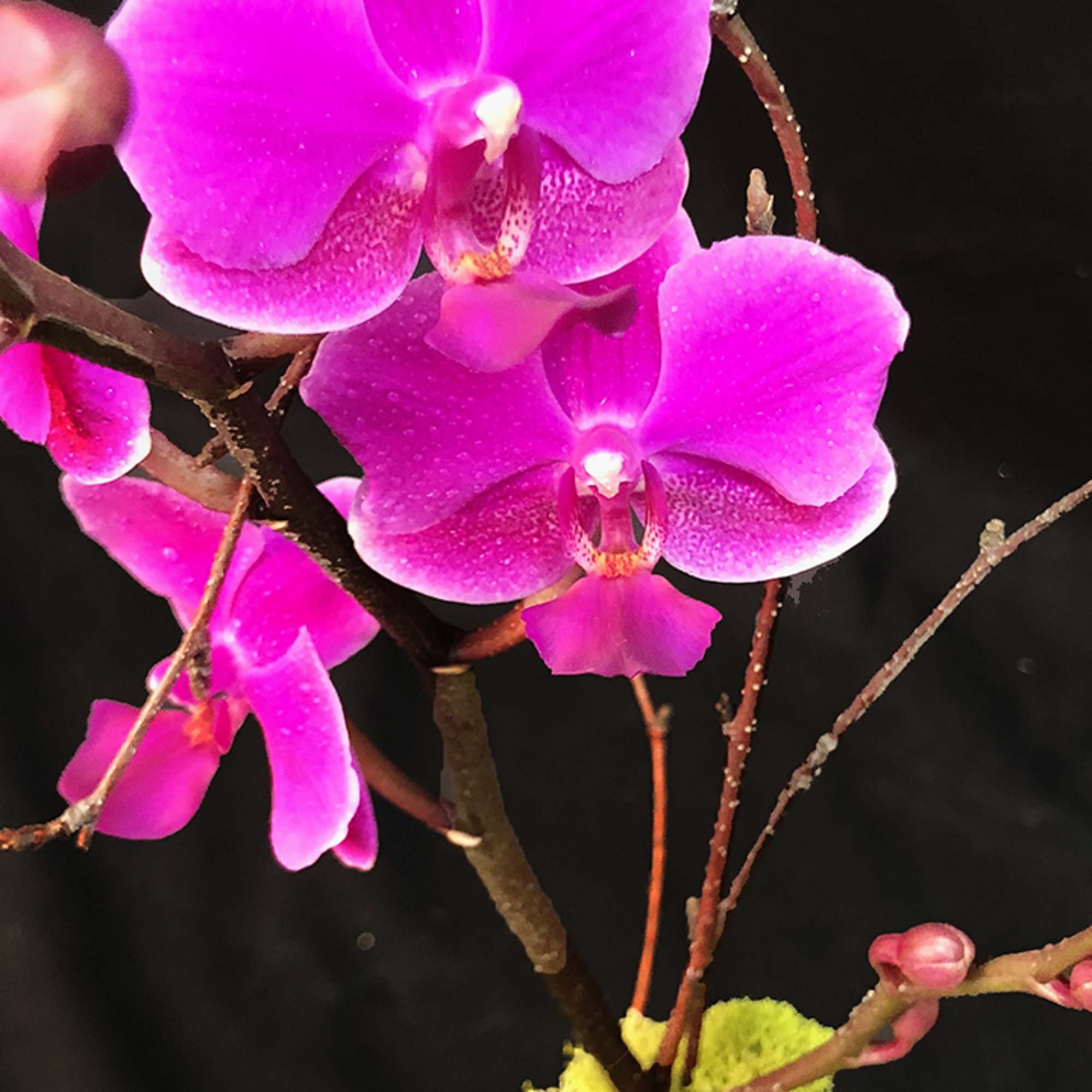 The perfect little orchid plant for someone's desk or side table at