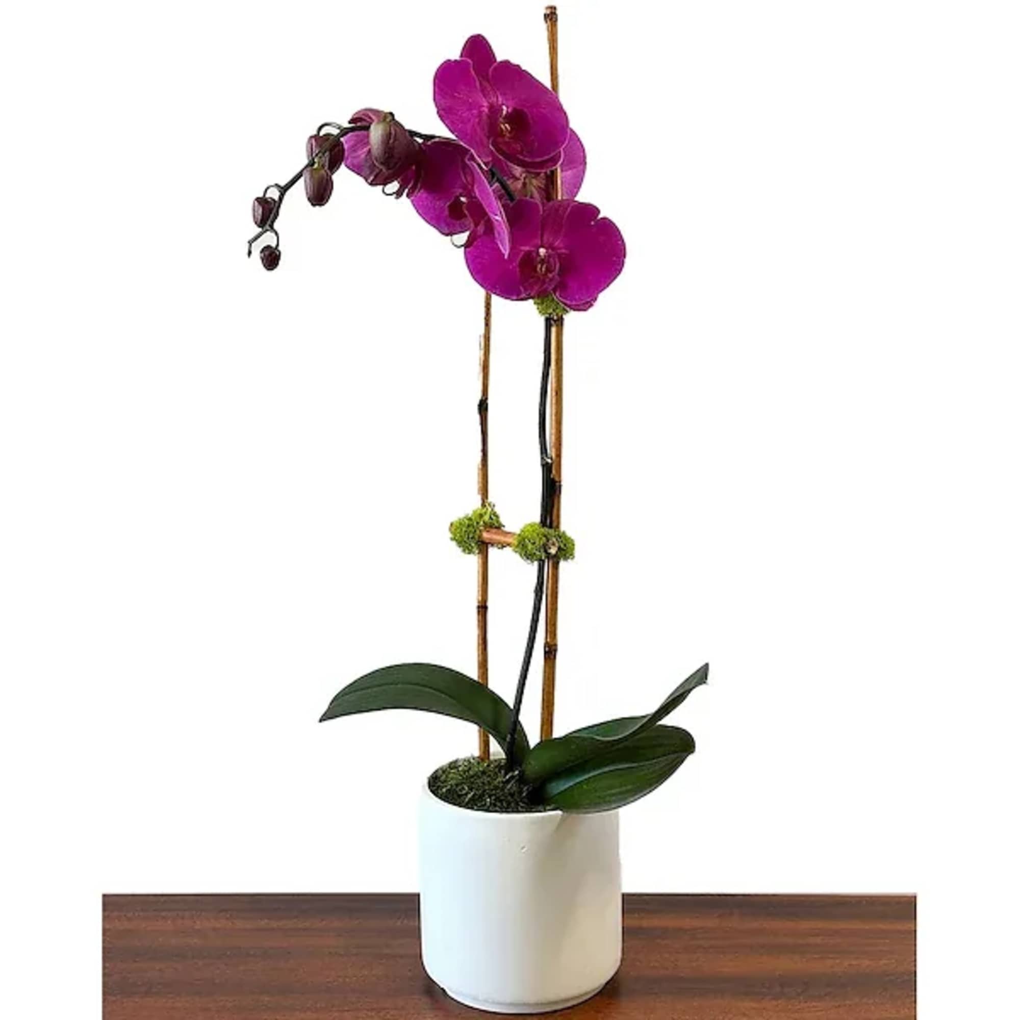 The simple elegance of this vibrant beauty is sure to complement any