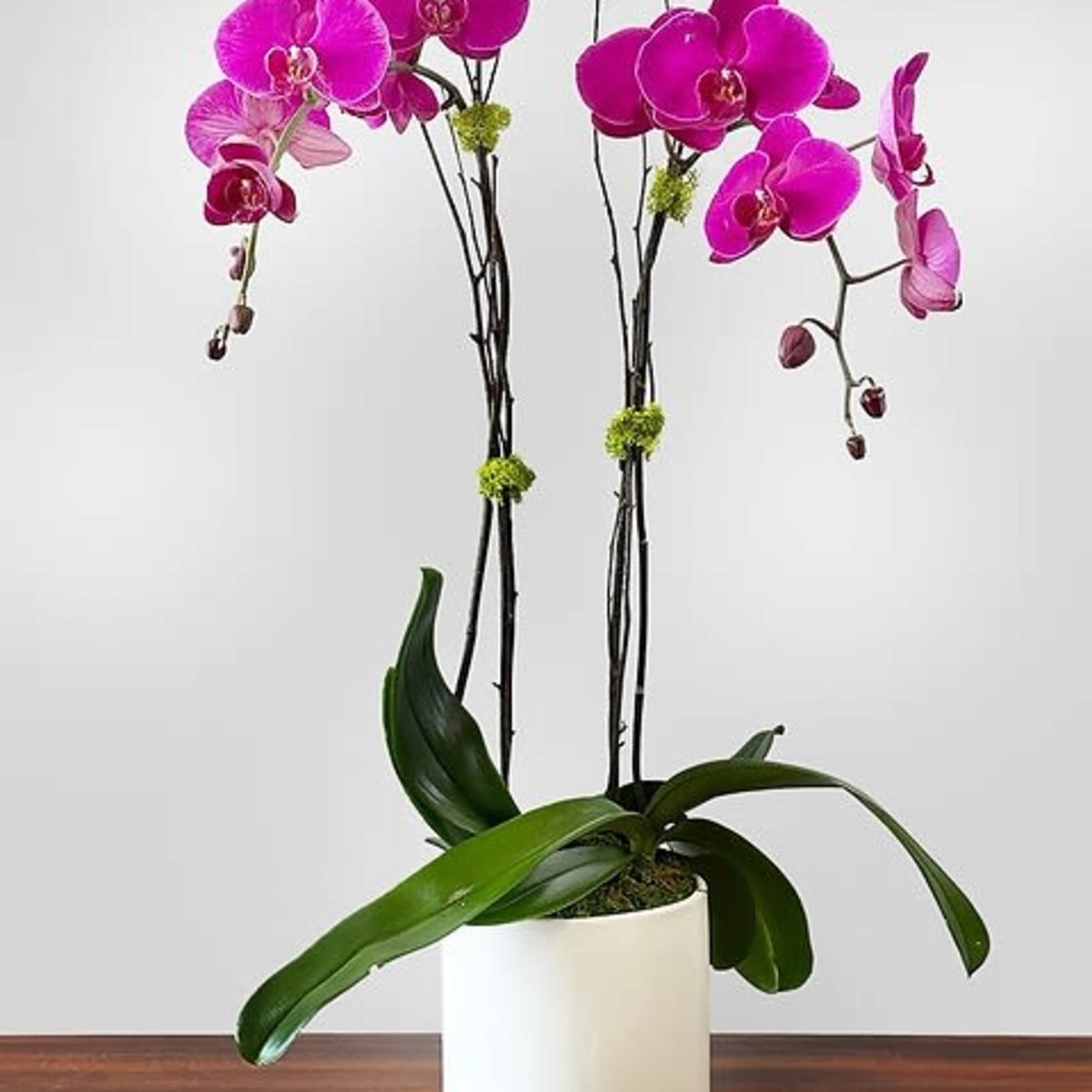 The simple elegance of this vibrant beauty is sure to complement any