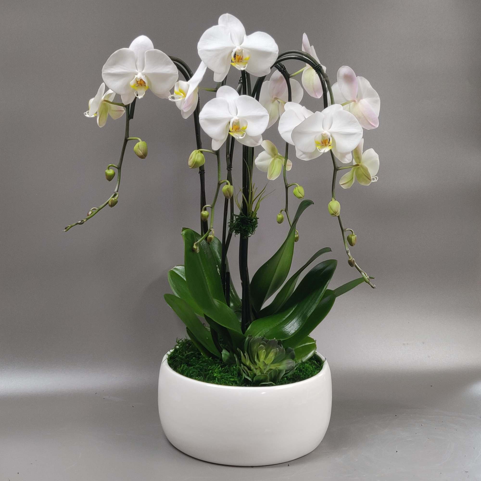 Four large white blooming stems in a smooth white modern decor vessel
