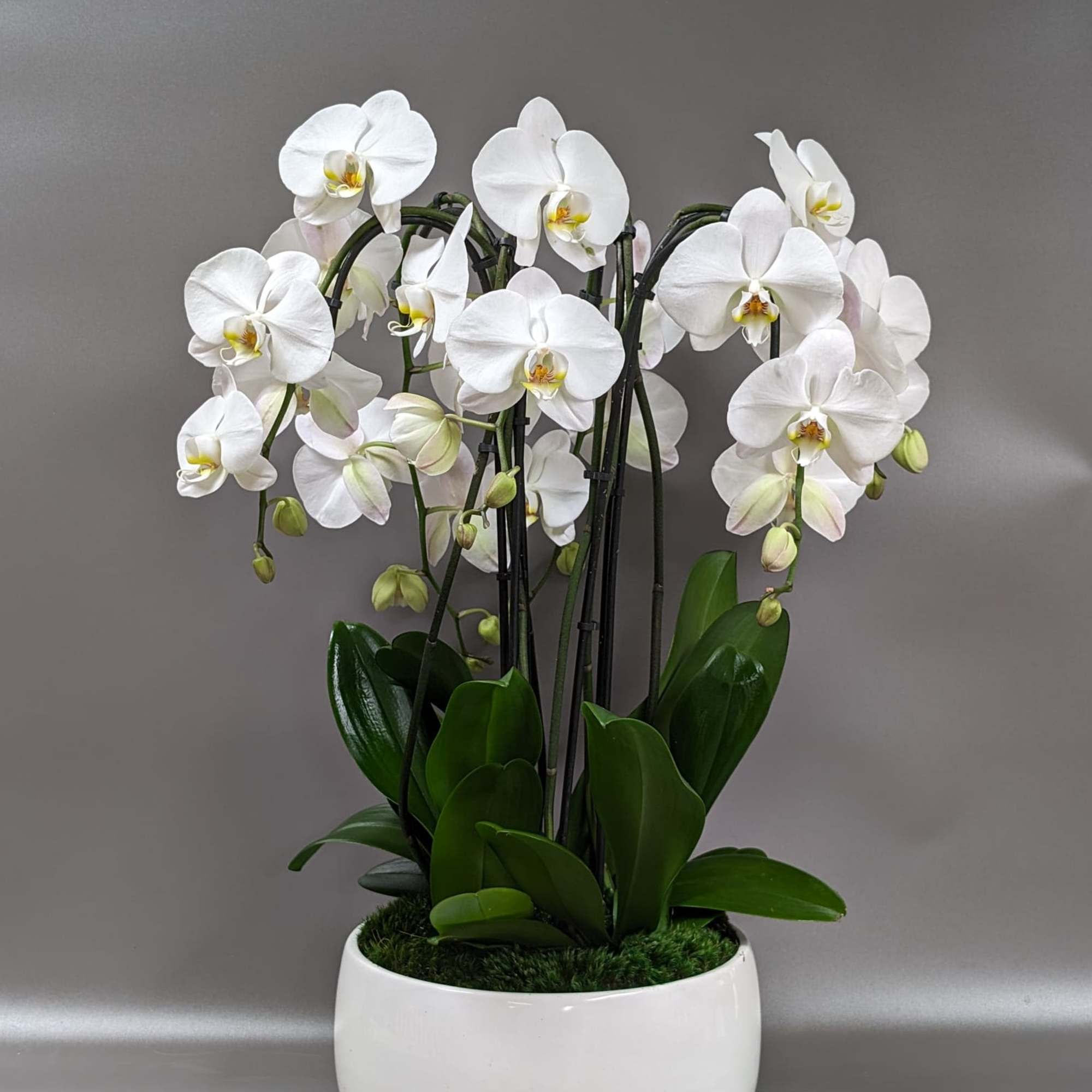 Four large white blooming stems in a smooth white modern decor vessel