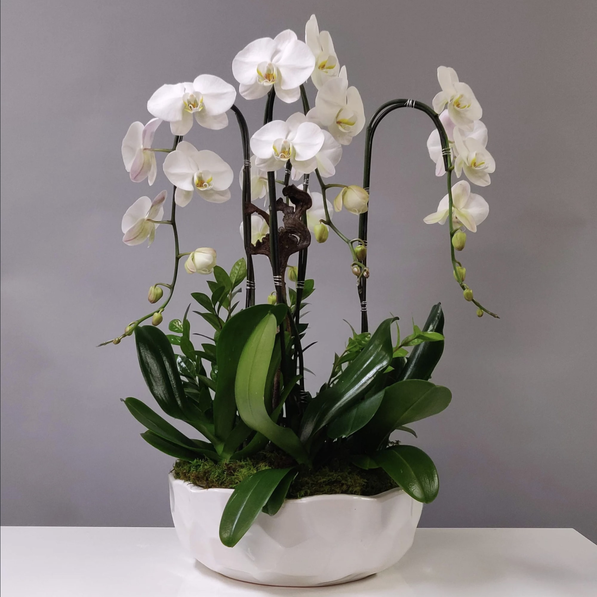 Large Orchid Arrangement with blooming stems in designer pot with zz plants